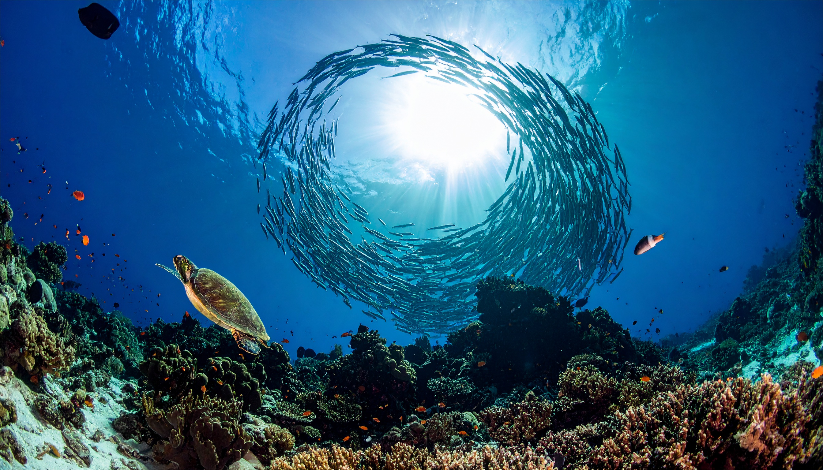 Cardume de peixes formando um círculo sob a luz do sol no oceano. Esta cena subaquática captura a beleza dinâmica da vida marinha, ideal para amantes da natureza e fotografia. Destaca-se pela composição natural e a luz solar que atravessa a água, criando um efeito visual impressionante. Perfeito para decorar ambientes que buscam transmitir tranquilidade e conexão com a natureza. Ótima escolha para quem deseja trazer um pedaço do mundo subaquático para seu espaço.