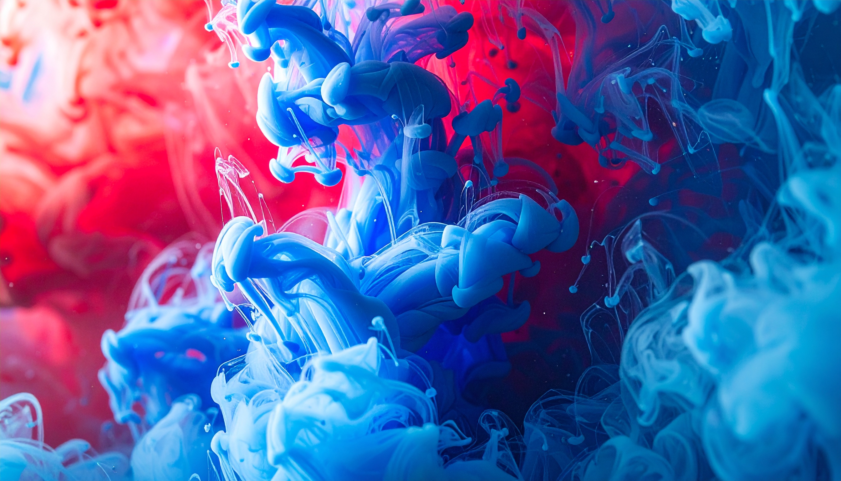 Imagem abstrata de tintas azul e vermelha misturando-se em líquido, criando formas orgânicas e fluídas. A iluminação vibrante destaca o contraste entre as cores, com um fundo escuro que acentua a profundidade e a textura do líquido em movimento, resultando em uma composição dinâmica e hipnotizante.