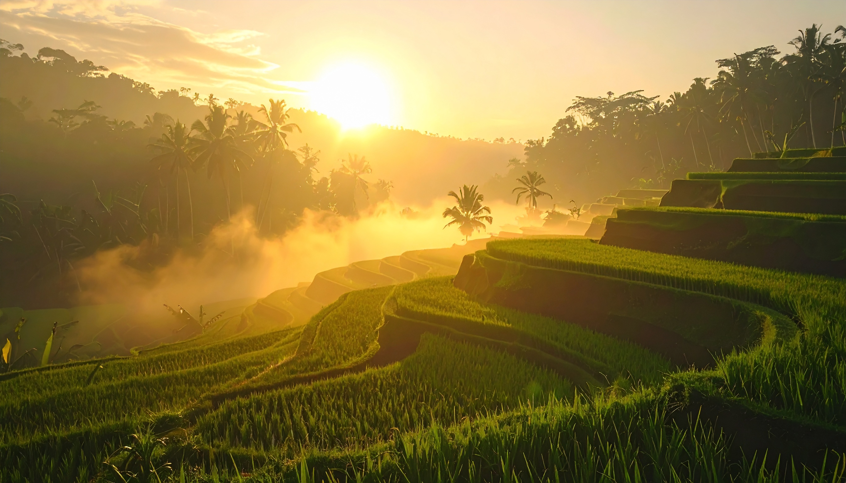 Lush green rice terraces bask in the warm glow of a sunrise, creating a serene