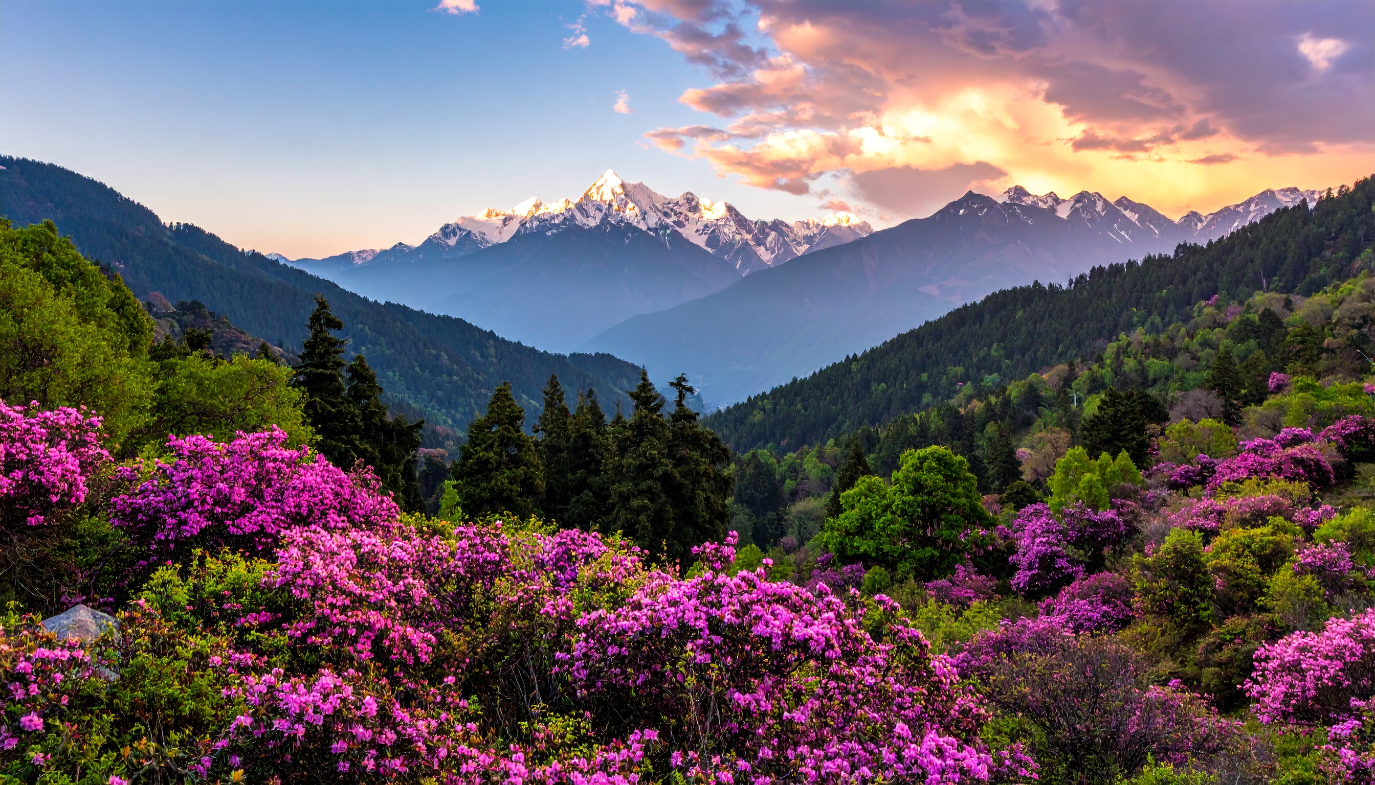 Paisagem montanhosa com flores vibrantes e um pôr do sol deslumbrante ao fundo. Ideal para decoração de ambientes, trazendo tranquilidade e beleza natural. Detalhes como as flores rosa e as montanhas nevadas criam um contraste visual único. Perfeito para uso em salas de estar ou escritórios para evocar serenidade. A composição harmoniosa entre natureza e cores torna a imagem versátil e encantadora.