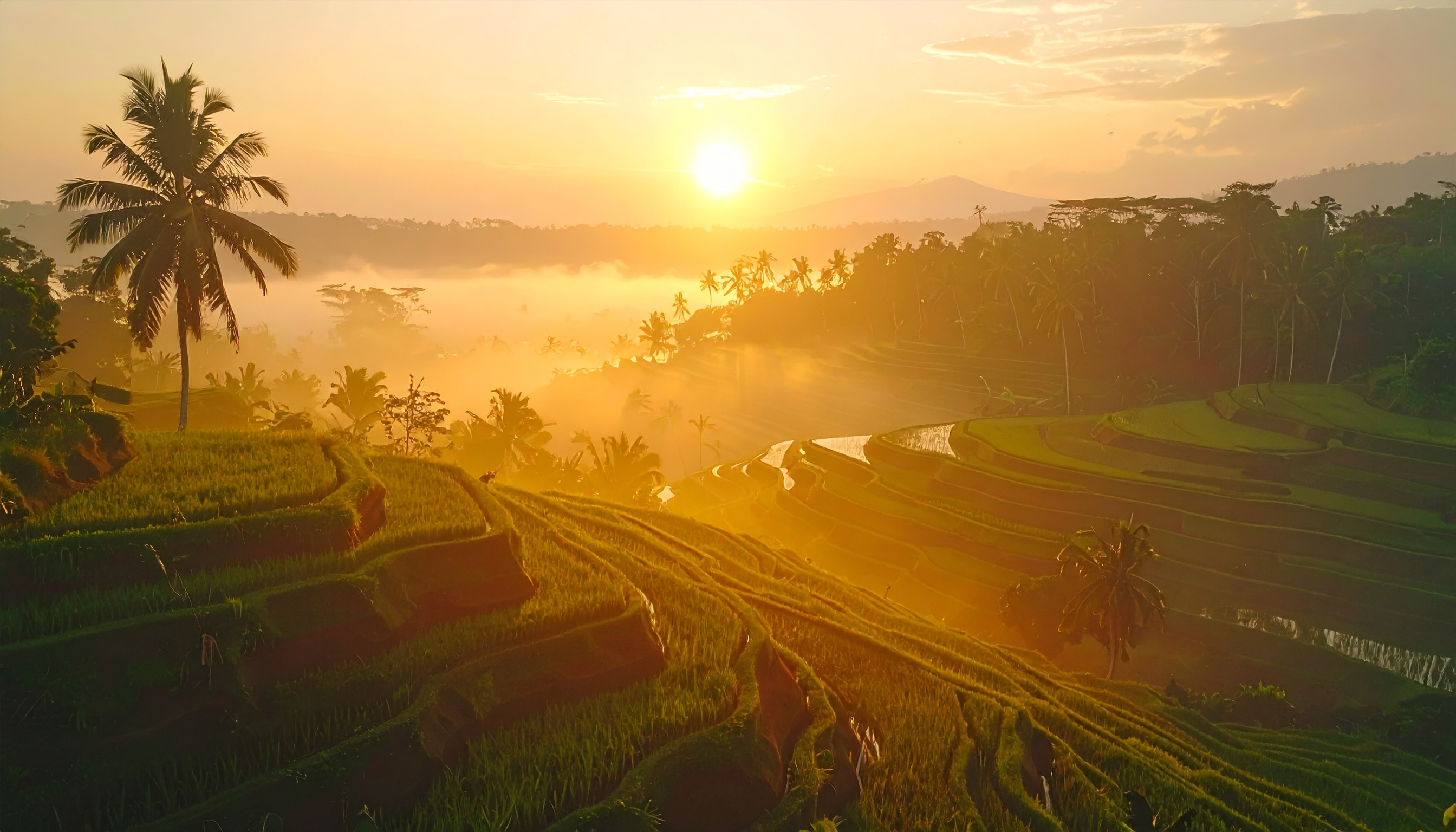 Golden sunlight bathes lush rice terraces at sunrise, creating a serene and breathtaking landscape