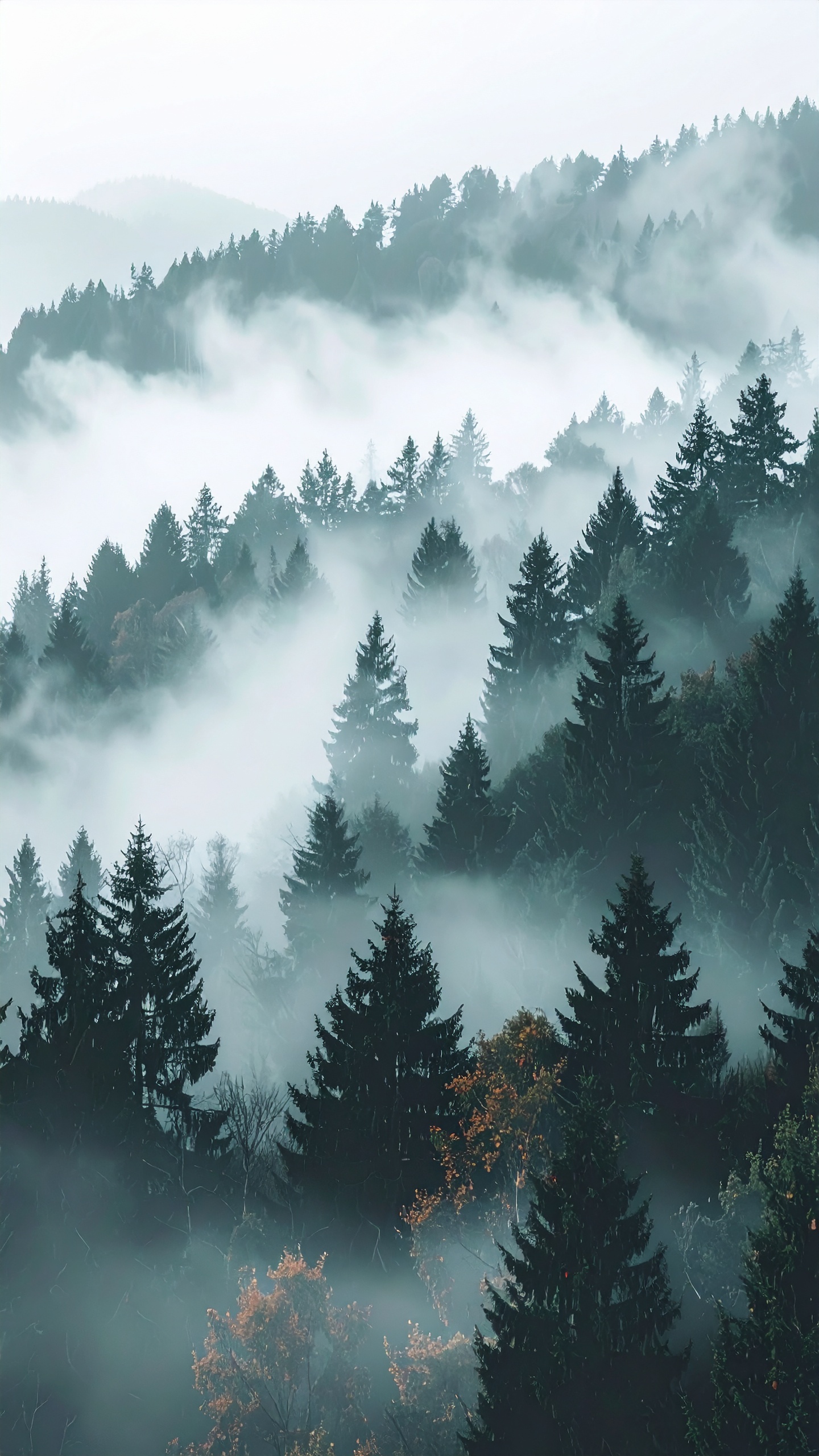 Misty evergreen forest with layers of fog creating a serene atmosphere