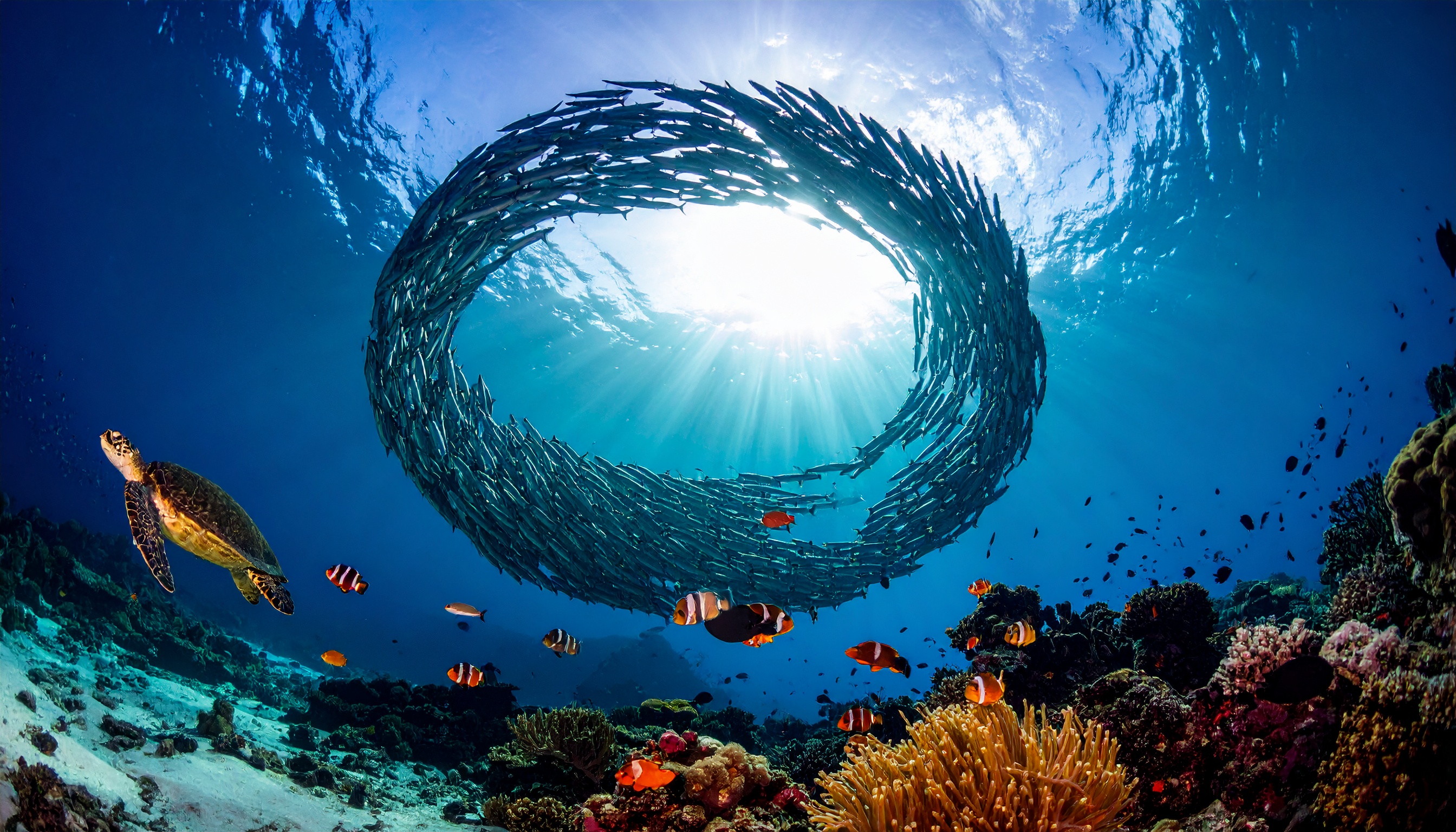 Cardume de peixes formando um círculo no oceano aberto, criando uma visão espetacular da vida marinha. Essa formação é frequentemente observada em documentários sobre a natureza, destacando os comportamentos de defesa dos peixes. A imagem captura a luz do sol penetrando através da água, realçando a beleza natural do ambiente subaquático. Ideal para uso em ambientes que promovem a conservação marinha ou em decoração de espaços que valorizam a natureza. O contraste das cores vívidas e a dinâmica da cena acrescentam uma sensação de movimento e tranquilidade.