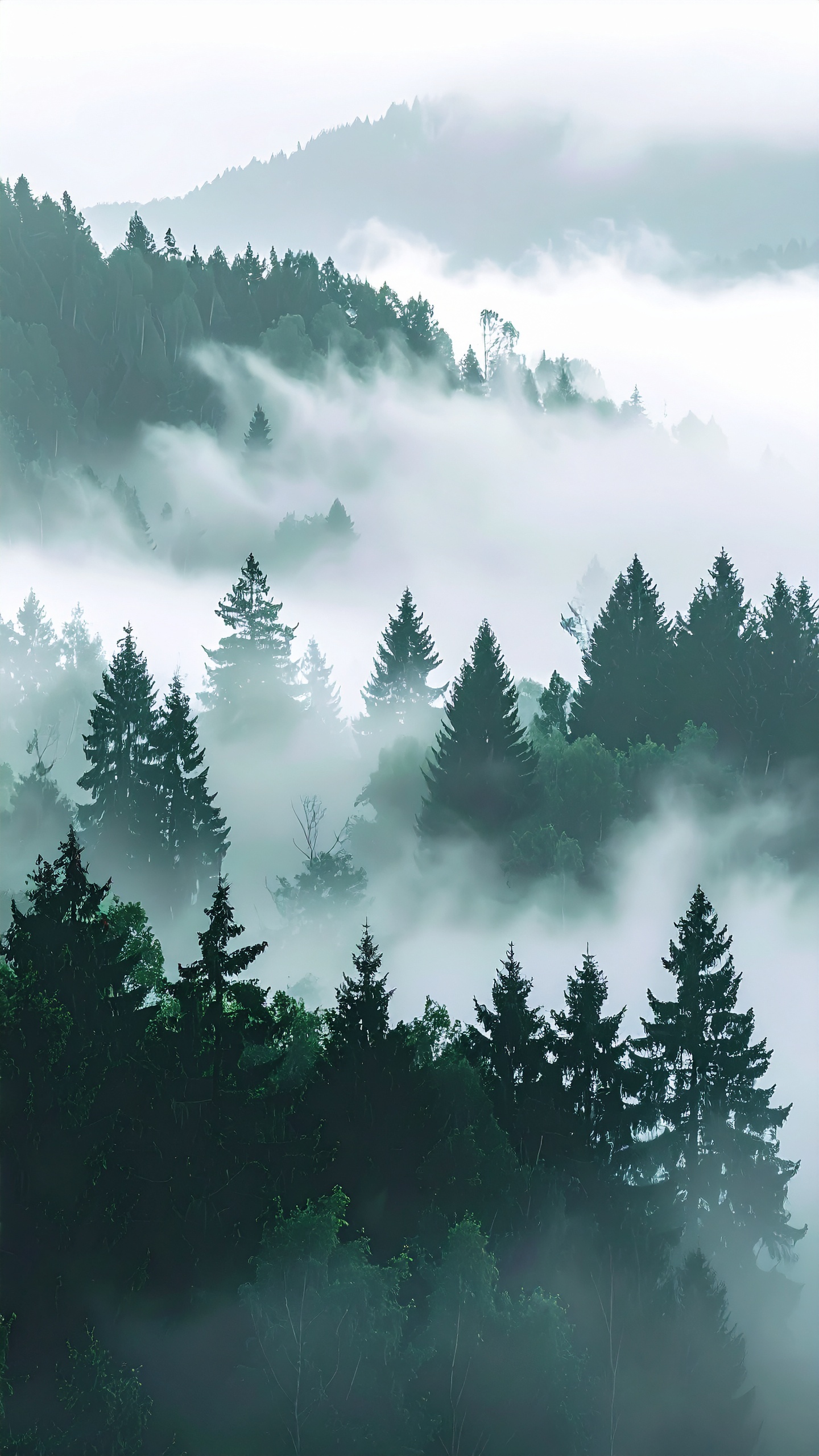 Mist blankets a serene forest landscape, creating a calming atmosphere