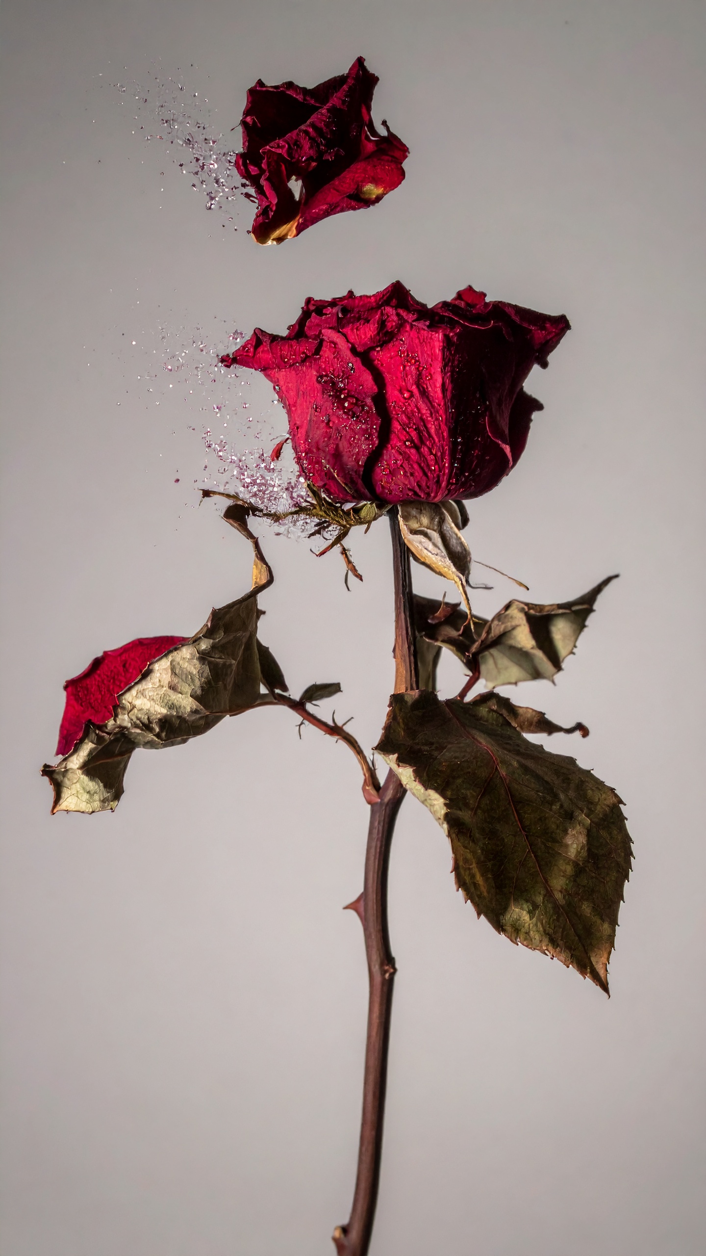 A dried red rose stands against a neutral backdrop, capturing a moment of delicate beauty