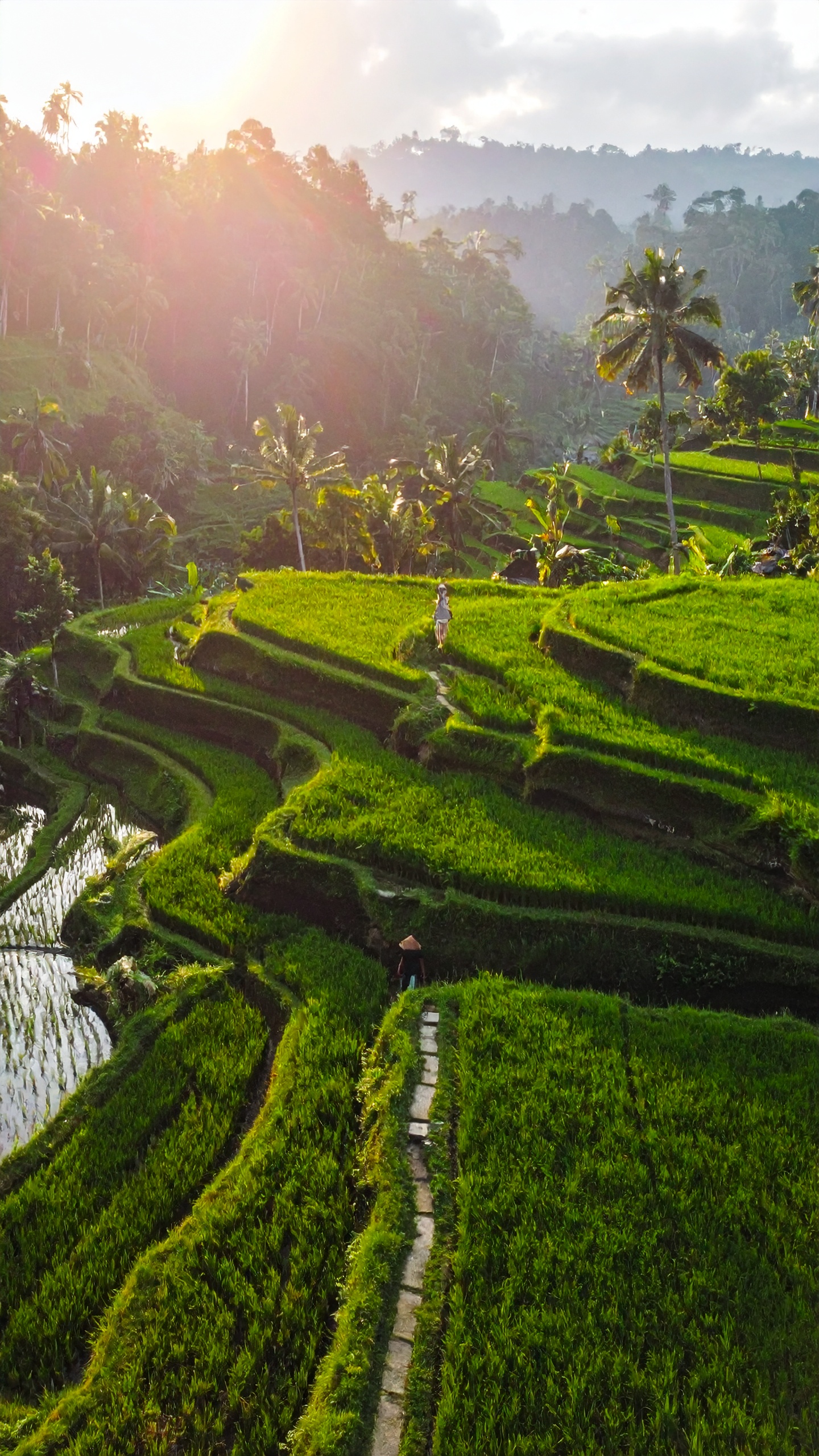 Lush green rice terraces bask in the soft glow of sunlight, creating a serene landscape