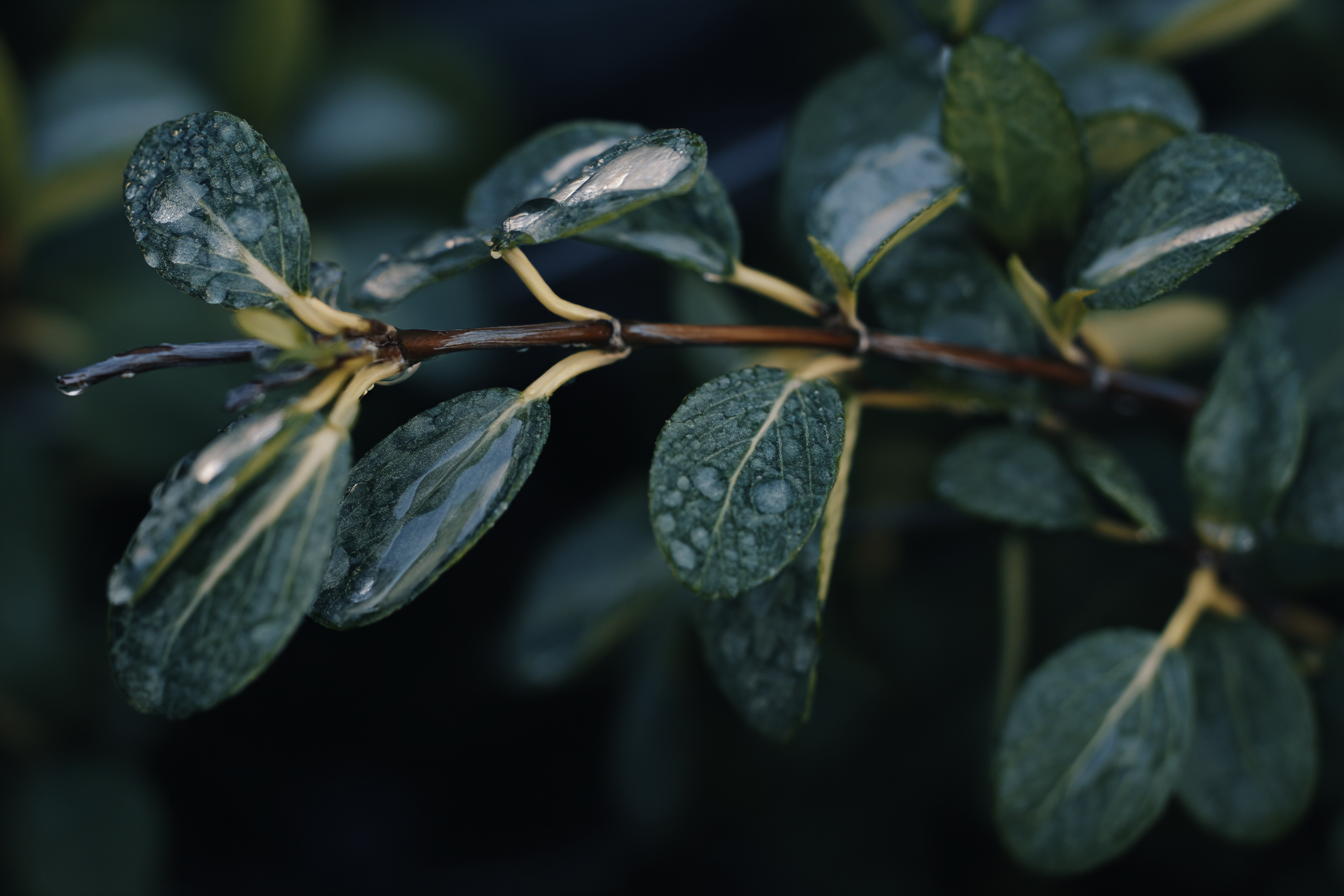 Close-up de folhas verdes com gotas de água em galho, destacando textura detalhada e frescor natural. Iluminação suave e fundo desfocado criam uma composição serena e equilibrada, com foco nítido nas folhas evidenciando veias e detalhes delicados.