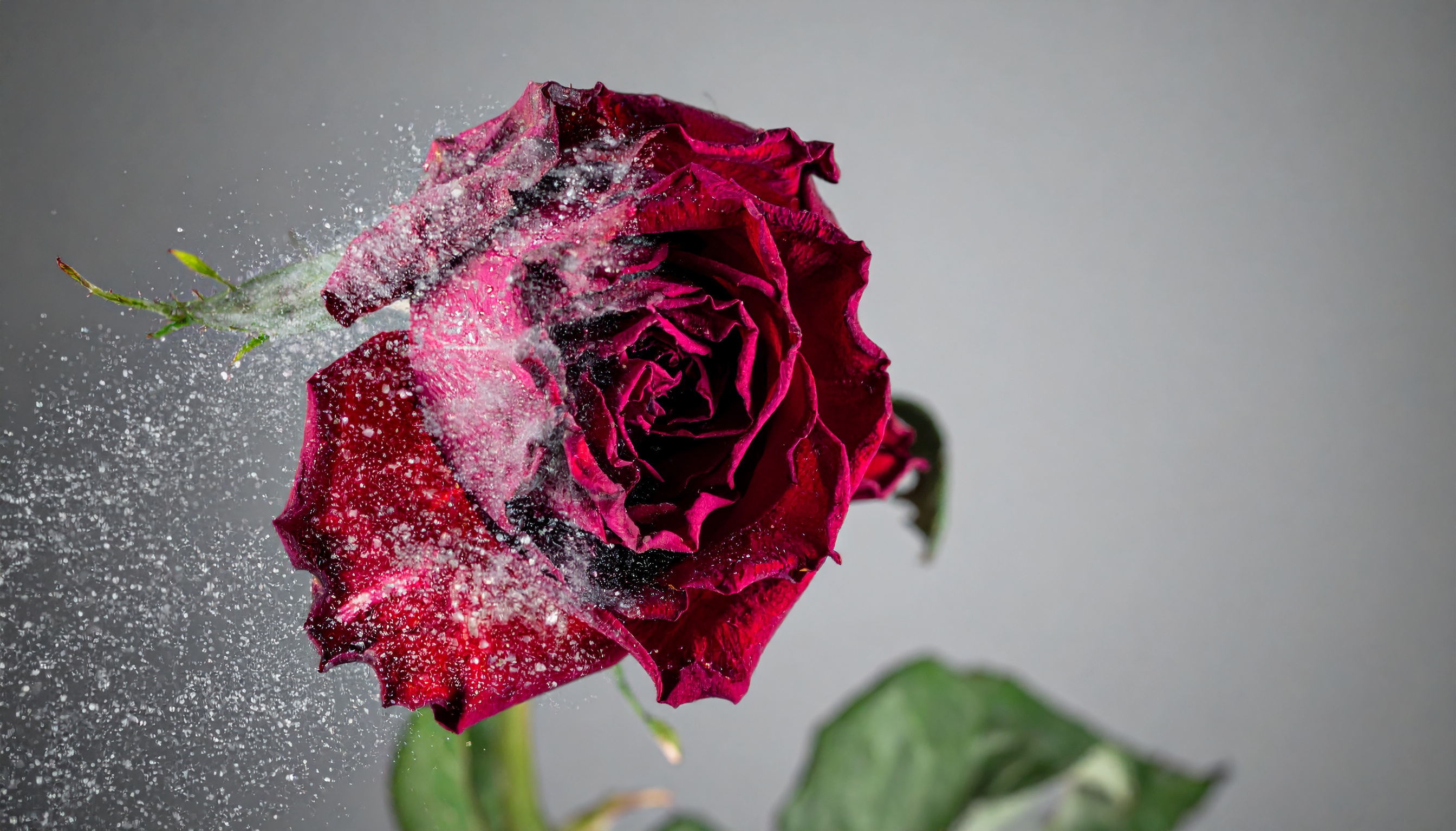 A striking red rose is captured mid-explosion against a neutral gray backdrop