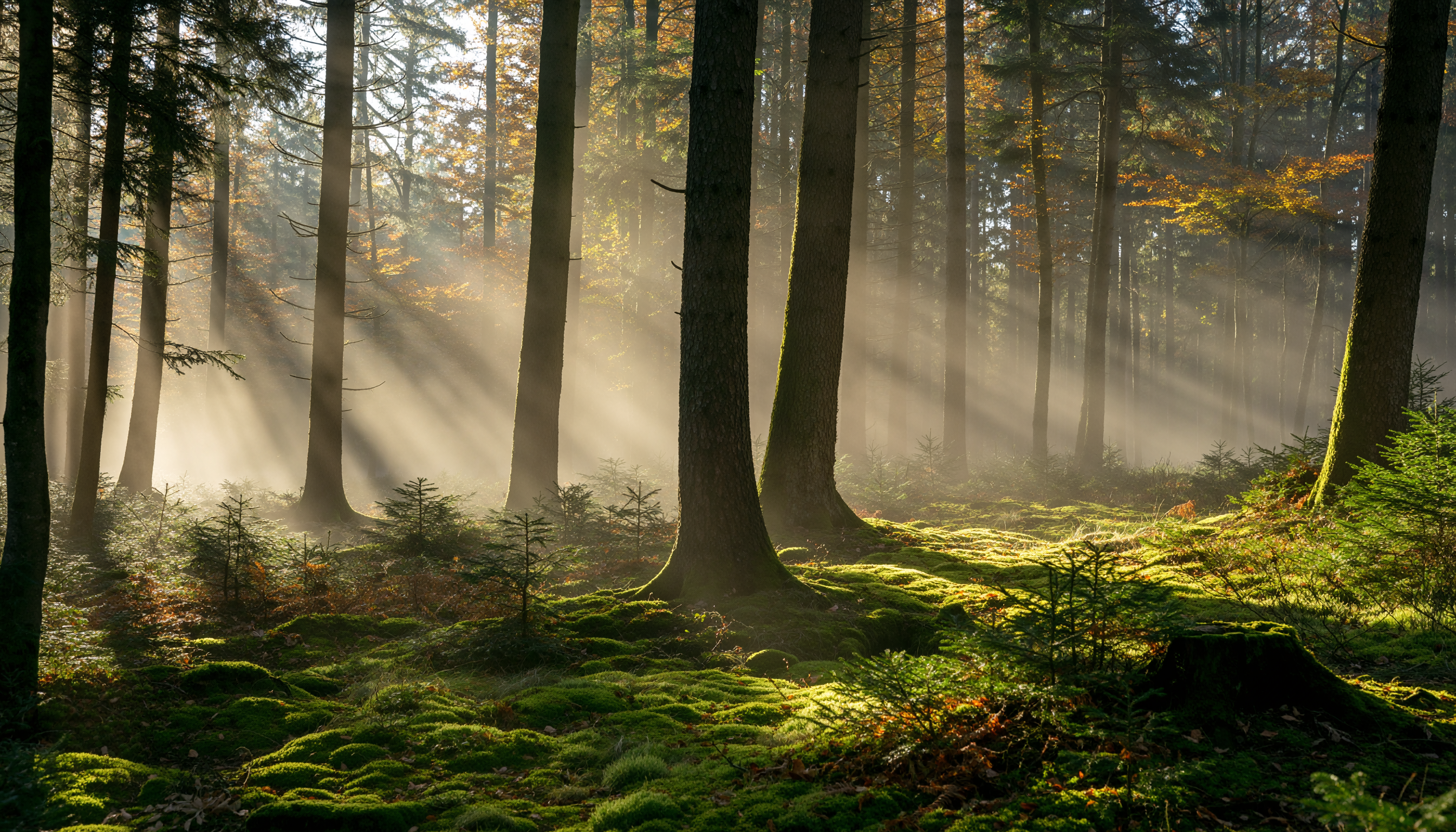 Floresta serena com árvores altas e raios de sol penetrando suavemente entre os troncos. O chão está coberto de musgo verde vibrante, criando uma atmosfera mágica e tranquila. A luz dourada do sol acentua as texturas naturais e a profundidade da cena, enquanto sombras suaves desenham padrões no solo. A composição é equilibrada, com um foco profundo que destaca a beleza da natureza intocada.
