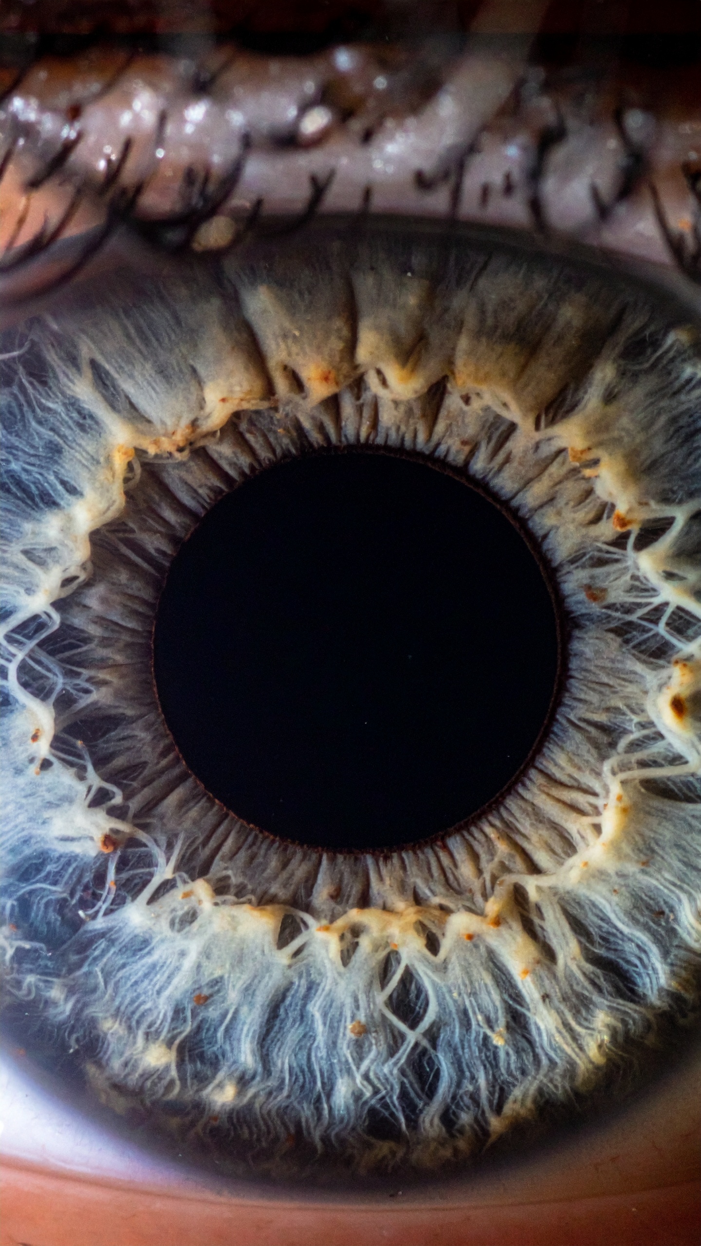 A close-up image of a human iris reveals intricate patterns and textures with rich colors