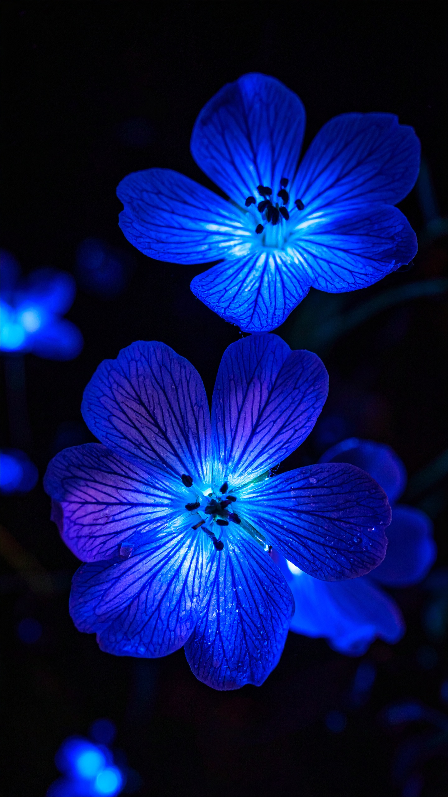 Vibrant blue flowers glow against a dark backdrop