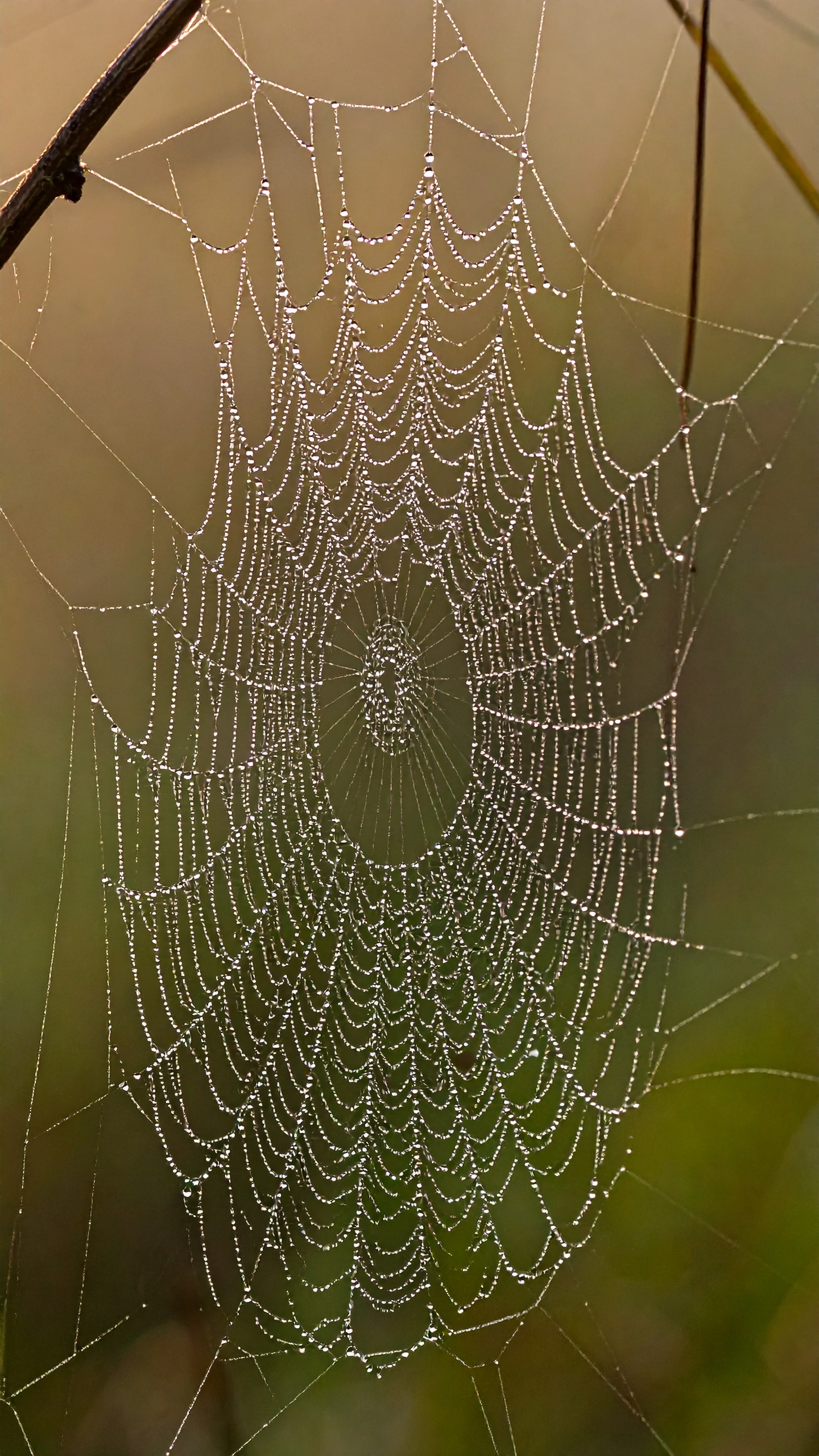 A delicate spider web glistens with morning dew against a soft blurred background