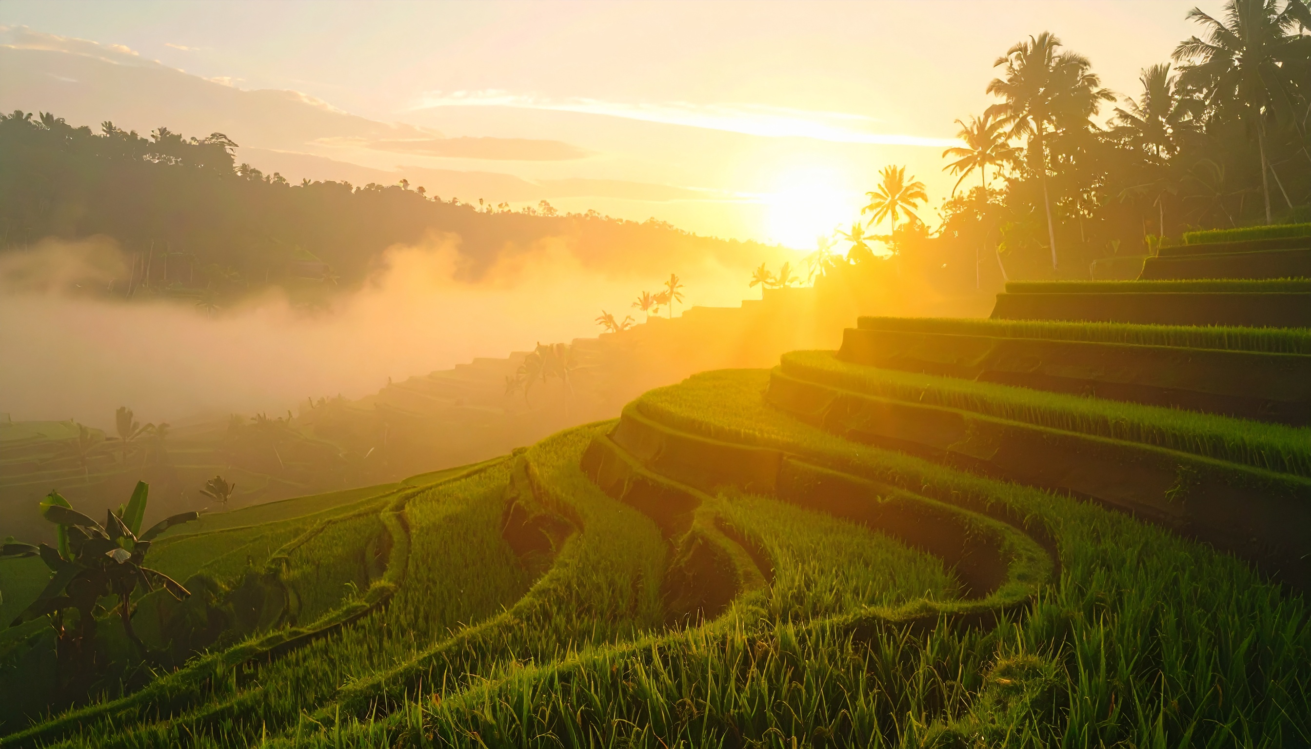 Lush rice terraces bask in warm golden sunlight at sunrise