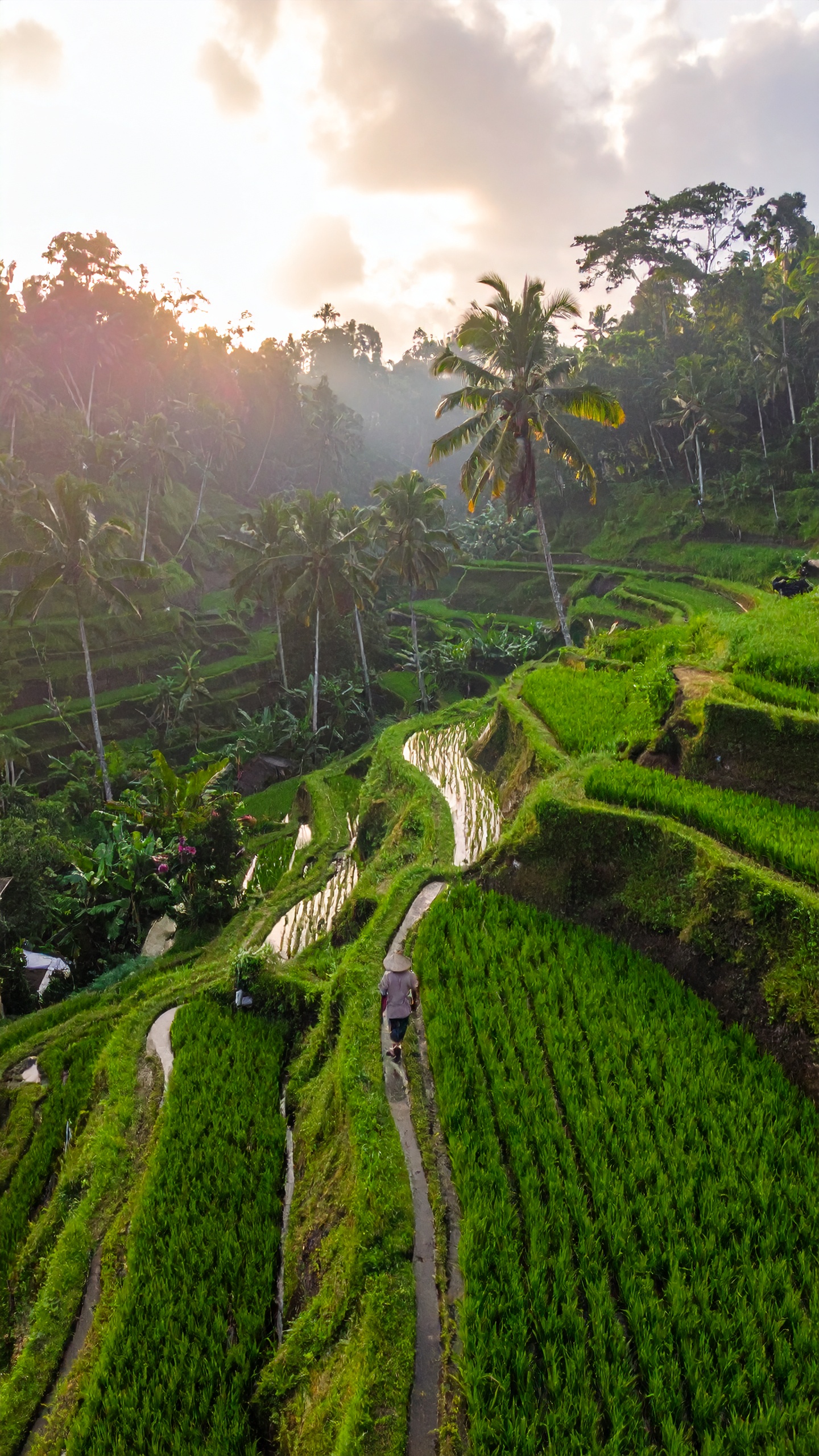Campos de arroz em terraços exuberantes sob um céu nublado oferecem uma visão serena e natural. Estes campos são usados para o cultivo de arroz, uma prática agrícola tradicional em muitas regiões asiáticas. A imagem destaca a vegetação verdejante e as palmeiras altas que emolduram o cenário, criando um ambiente de tranquilidade. Ideal para promover turismo e sustentabilidade, este cenário é perfeito para fotografias de viagem. A beleza e a harmonia naturais capturadas aqui adicionam um toque de paz e autenticidade a qualquer projeto visual.