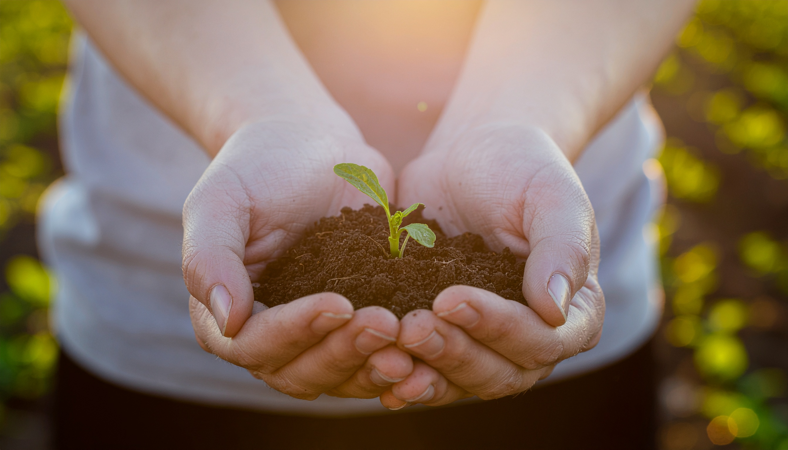 Mãos segurando delicadamente um punhado de terra fértil com uma pequena muda verde, simbolizando crescimento e renovação sob a suave luz do amanhecer.