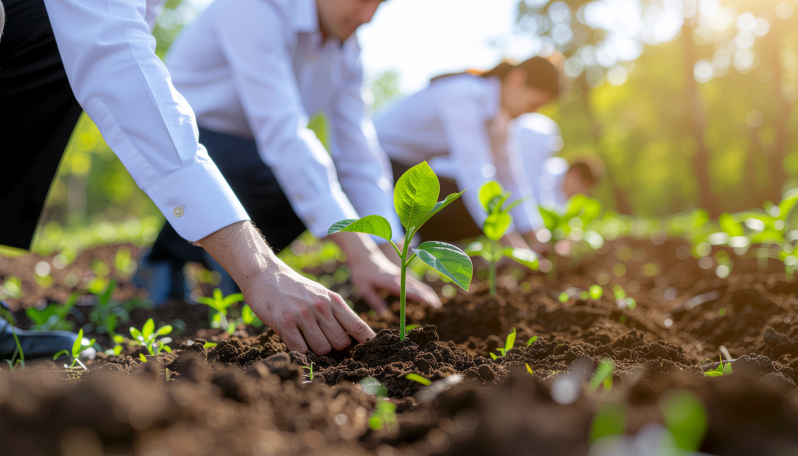 Teamwork in Action: Planting Green Seedlings in Fertile Soil