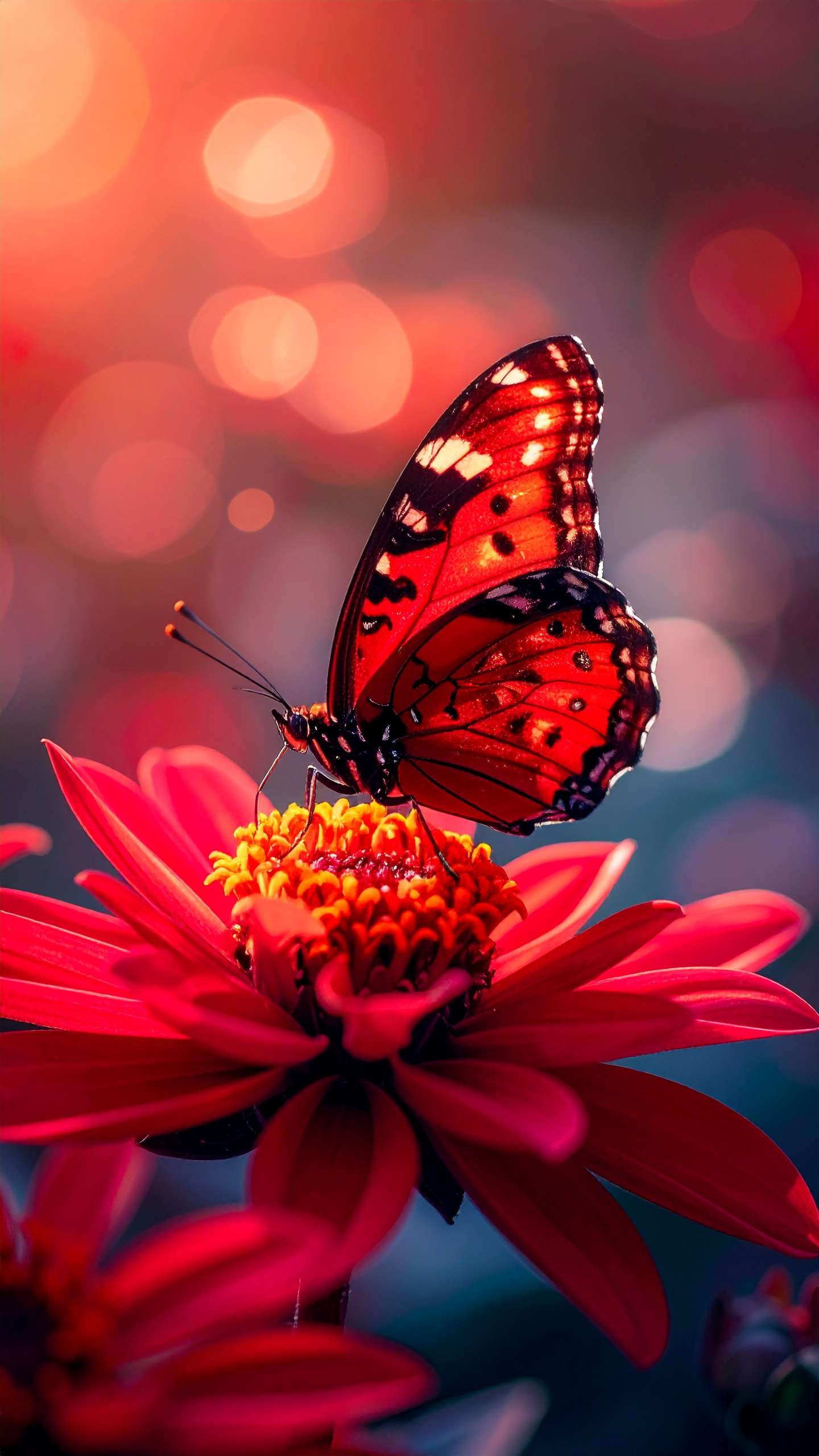 Vibrant Orange and Black Butterfly on Intense Red Flower