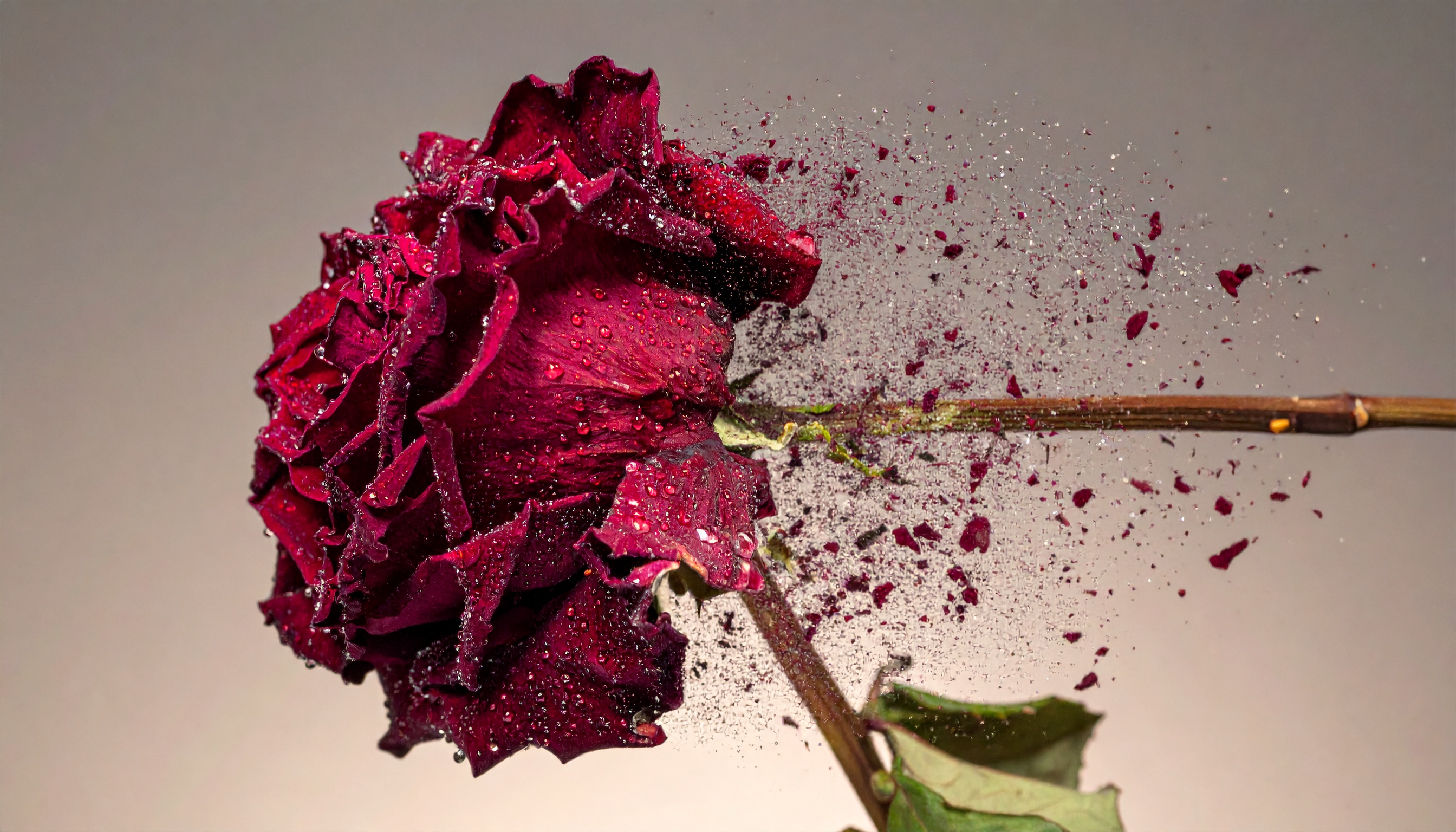 A dramatic image of a red rose disintegrating into particles