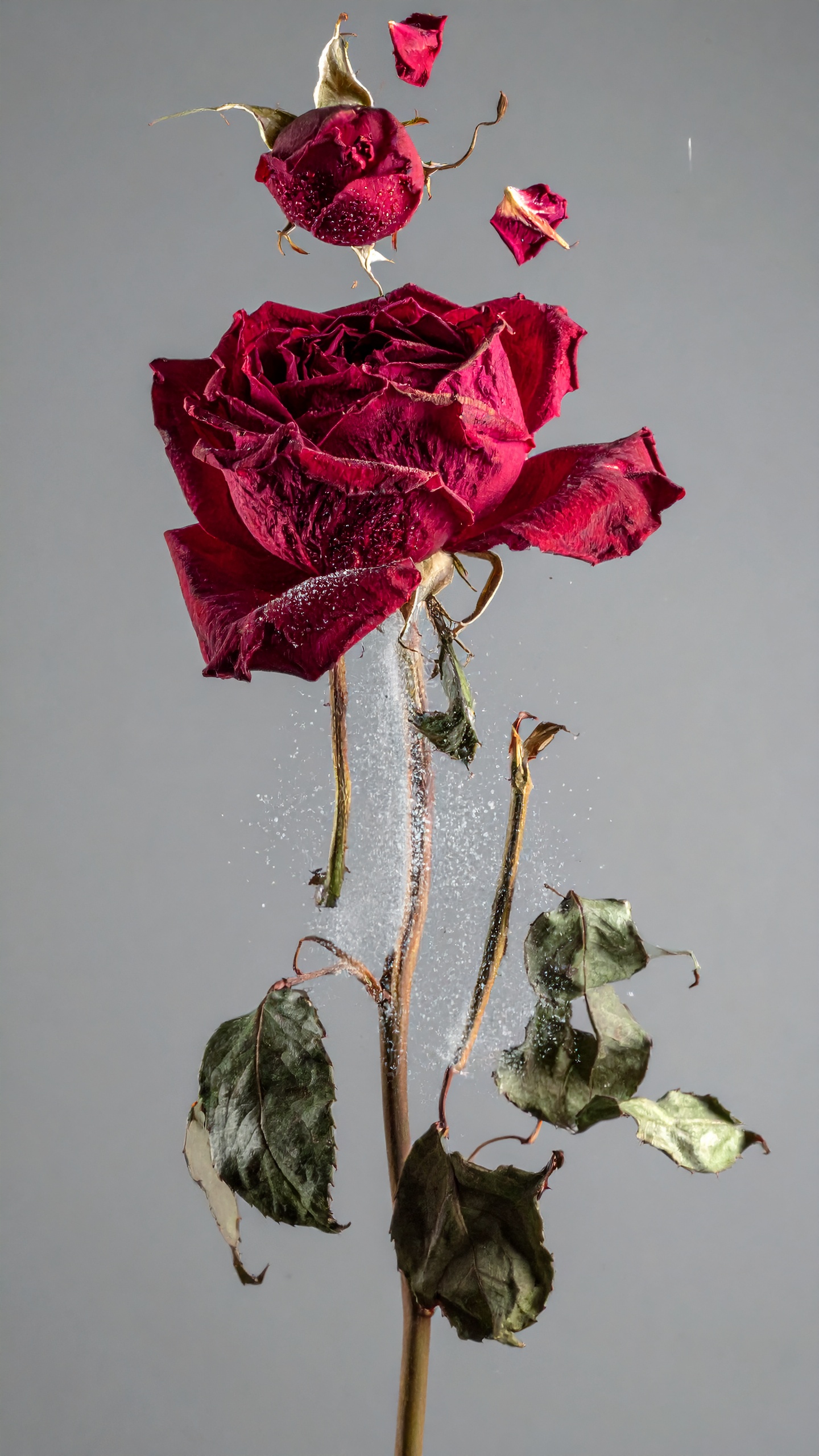 A vibrant red rose is captured in a state of decay, with petals artistically detaching