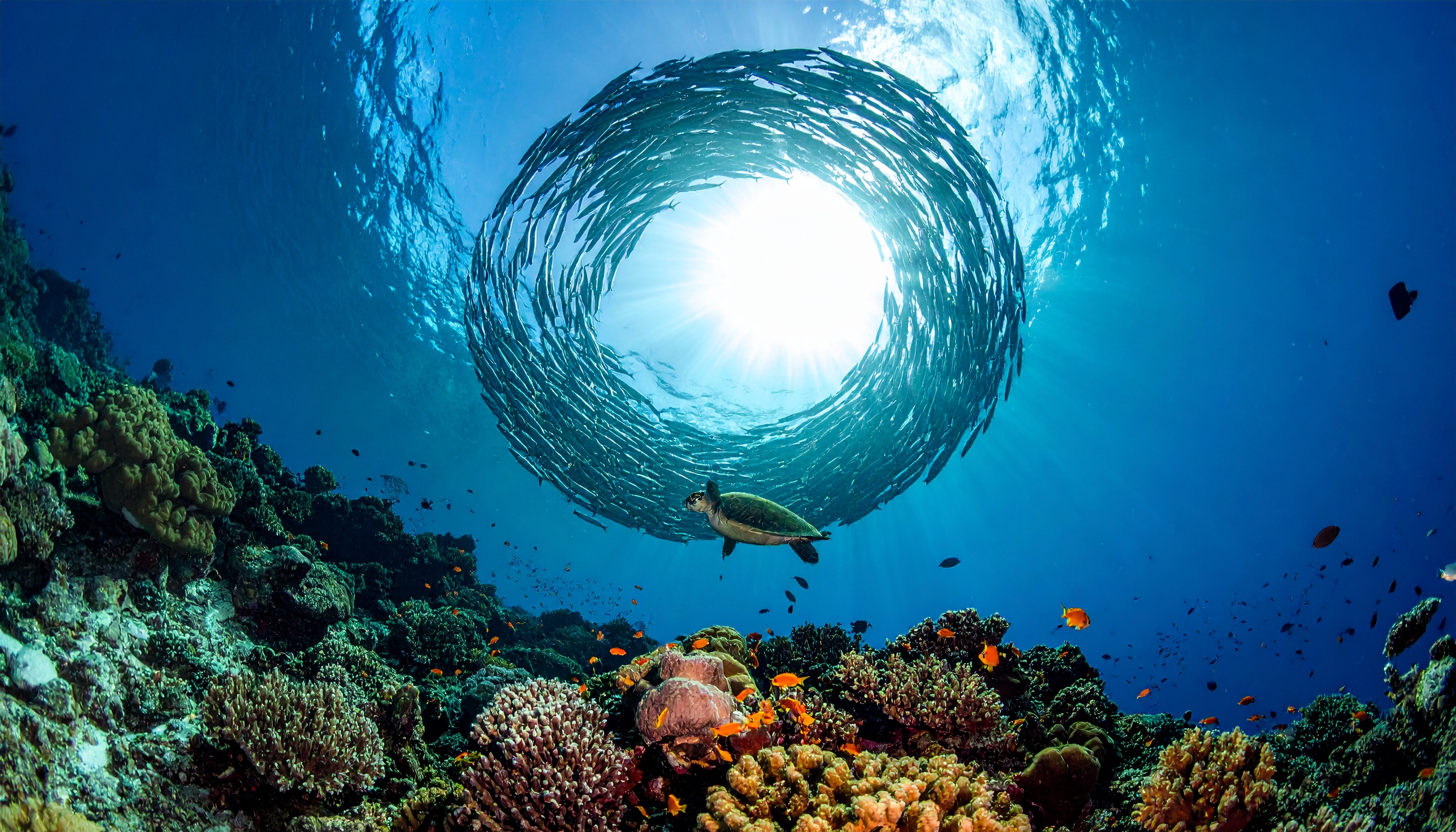 Um cardume de peixes forma um círculo impressionante sob a luz solar, destacando a beleza do oceano. Ideal para promover a preservação marinha ou usar em campanhas de turismo. A cena captura uma tartaruga nadando em meio a recifes coloridos, em um ambiente de águas cristalinas. A imagem é perfeita para ilustrar a biodiversidade incrível dos oceanos. Seu apelo visual destaca a importância da conservação ambiental.
