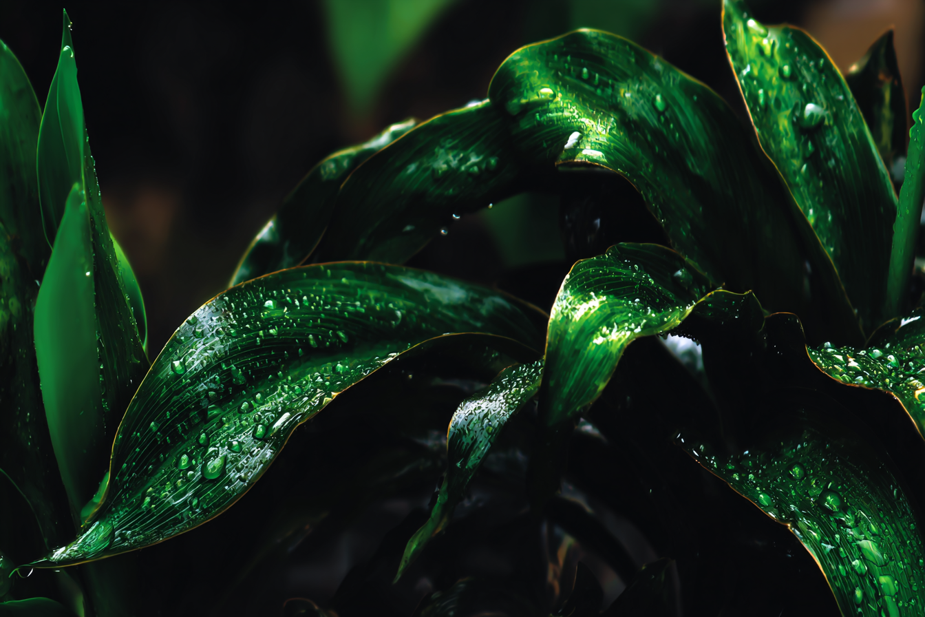 Folhas verdes com gotas de água brilham sob luz suave, criando um efeito visual de frescor e tranquilidade na natureza tropical úmida.