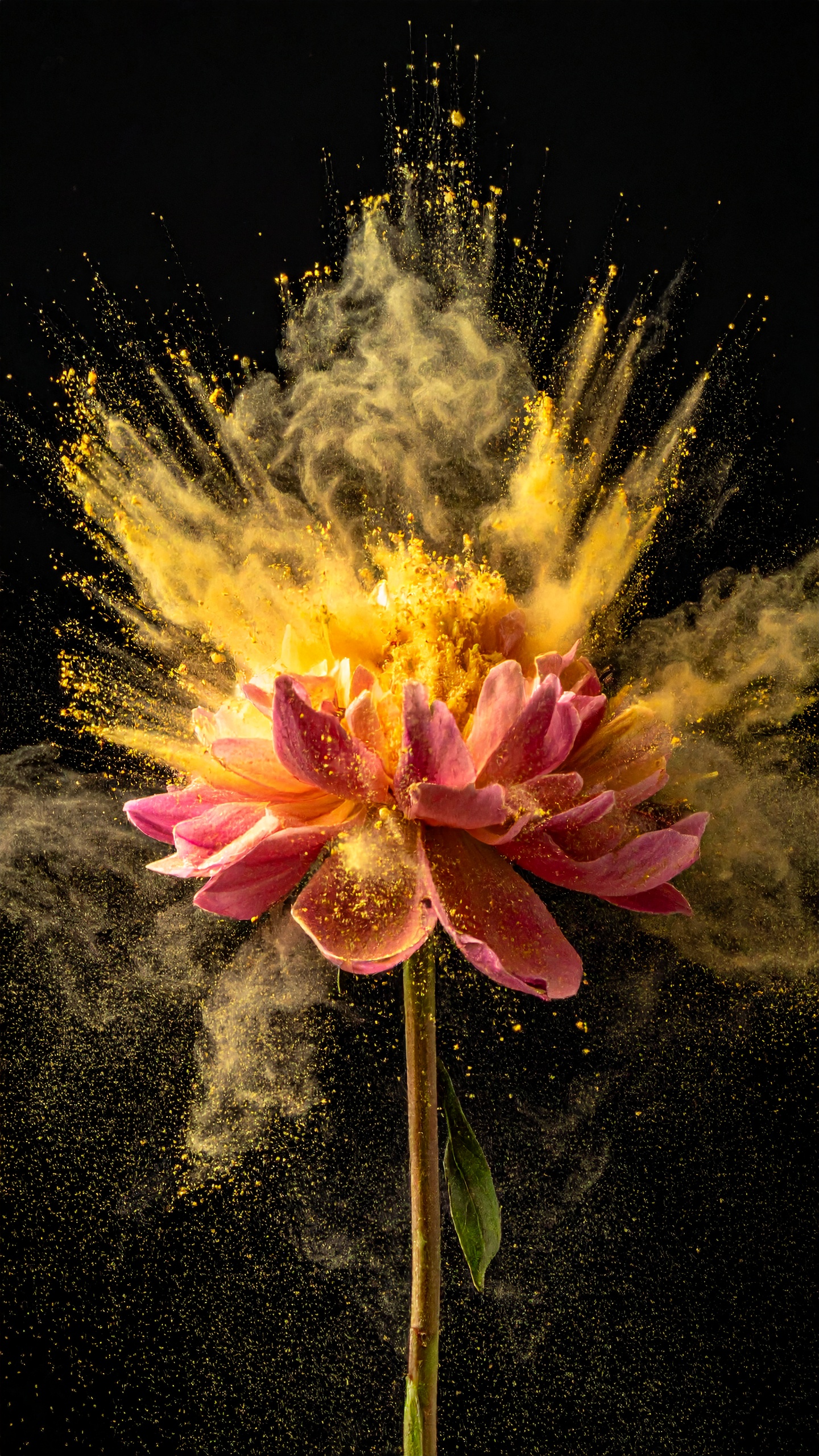 Vibrant pink flower with golden powder explosion against black background