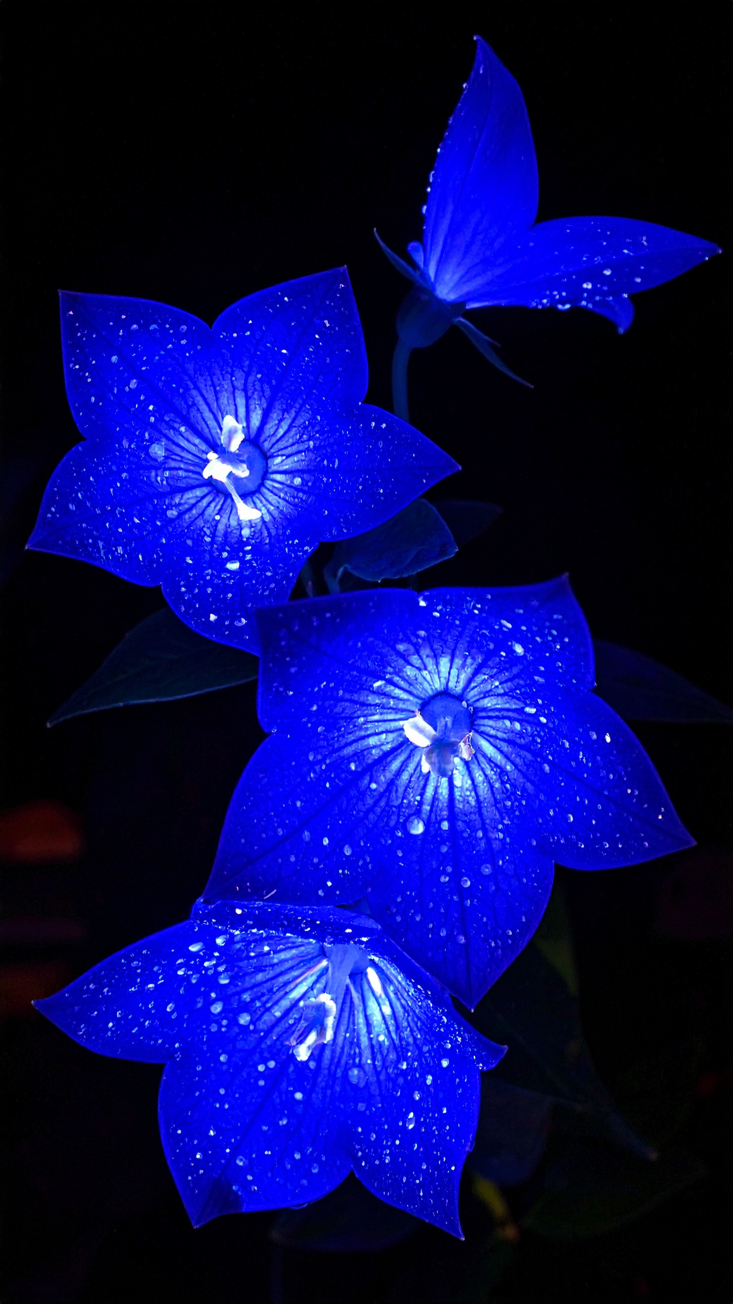 Vibrant blue flowers with water droplets adorn a dark background