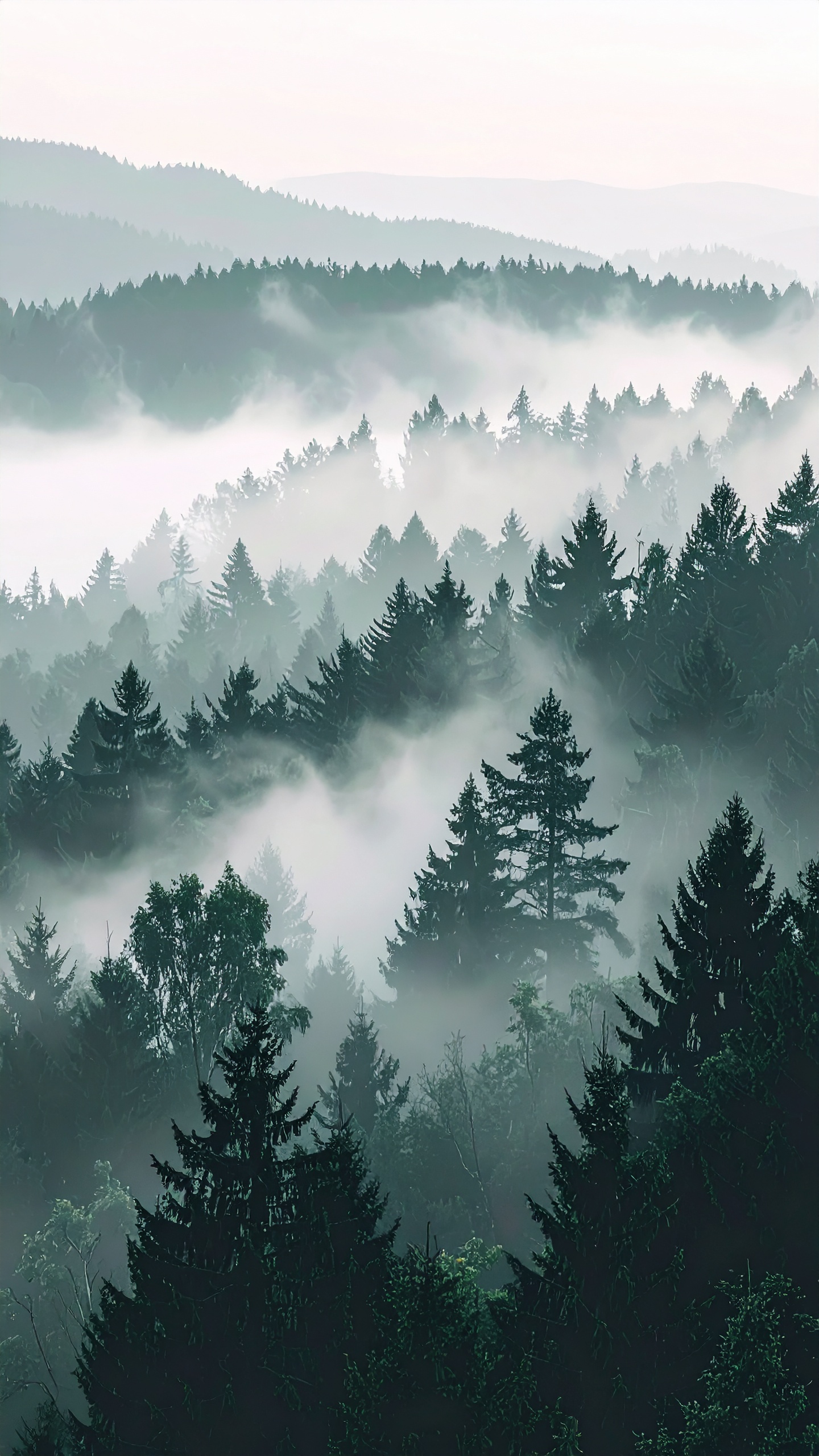 Dense evergreen forest shrouded in mist creates a mystical atmosphere