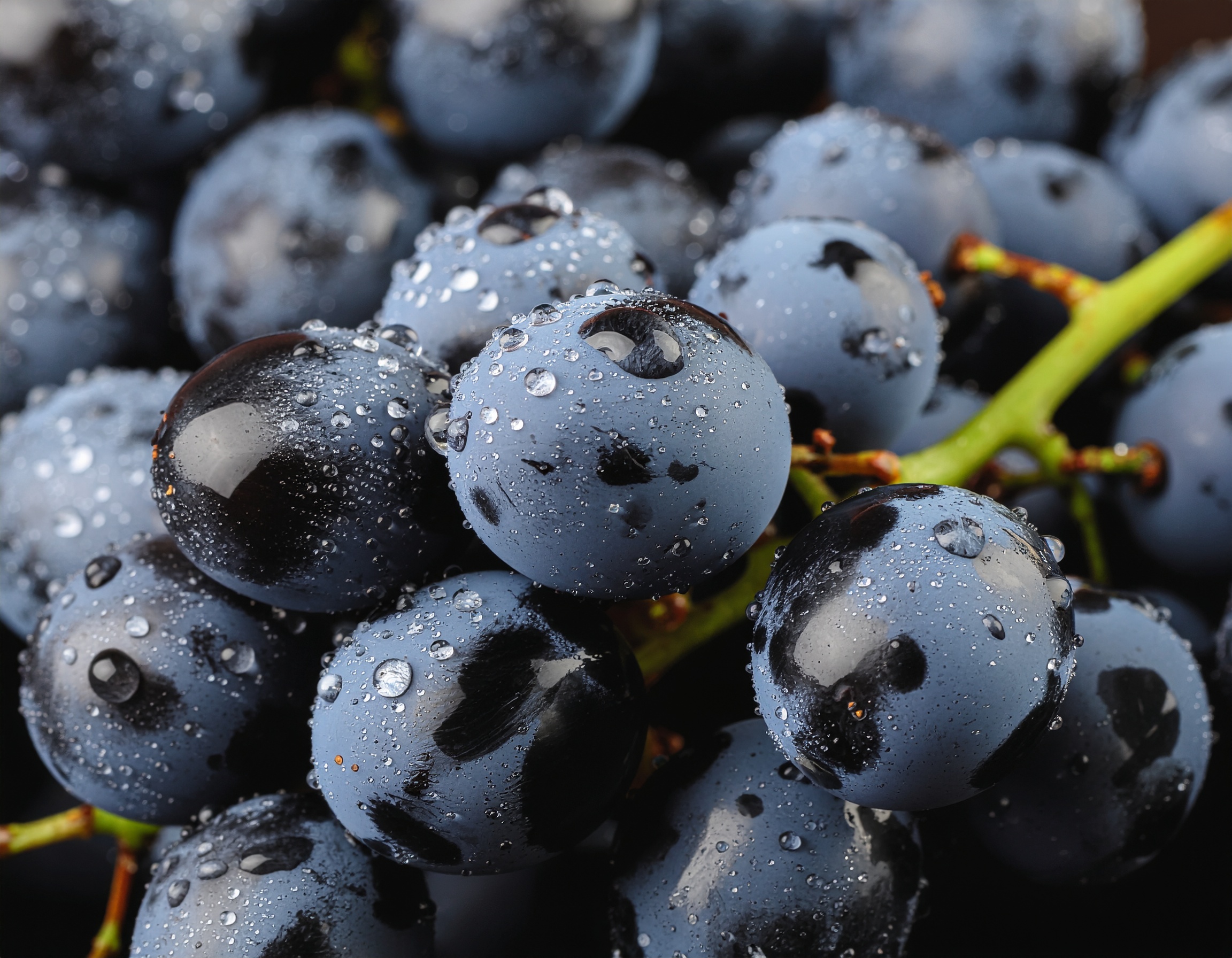 Plump, dew-covered black grapes sit together, showcasing their freshness