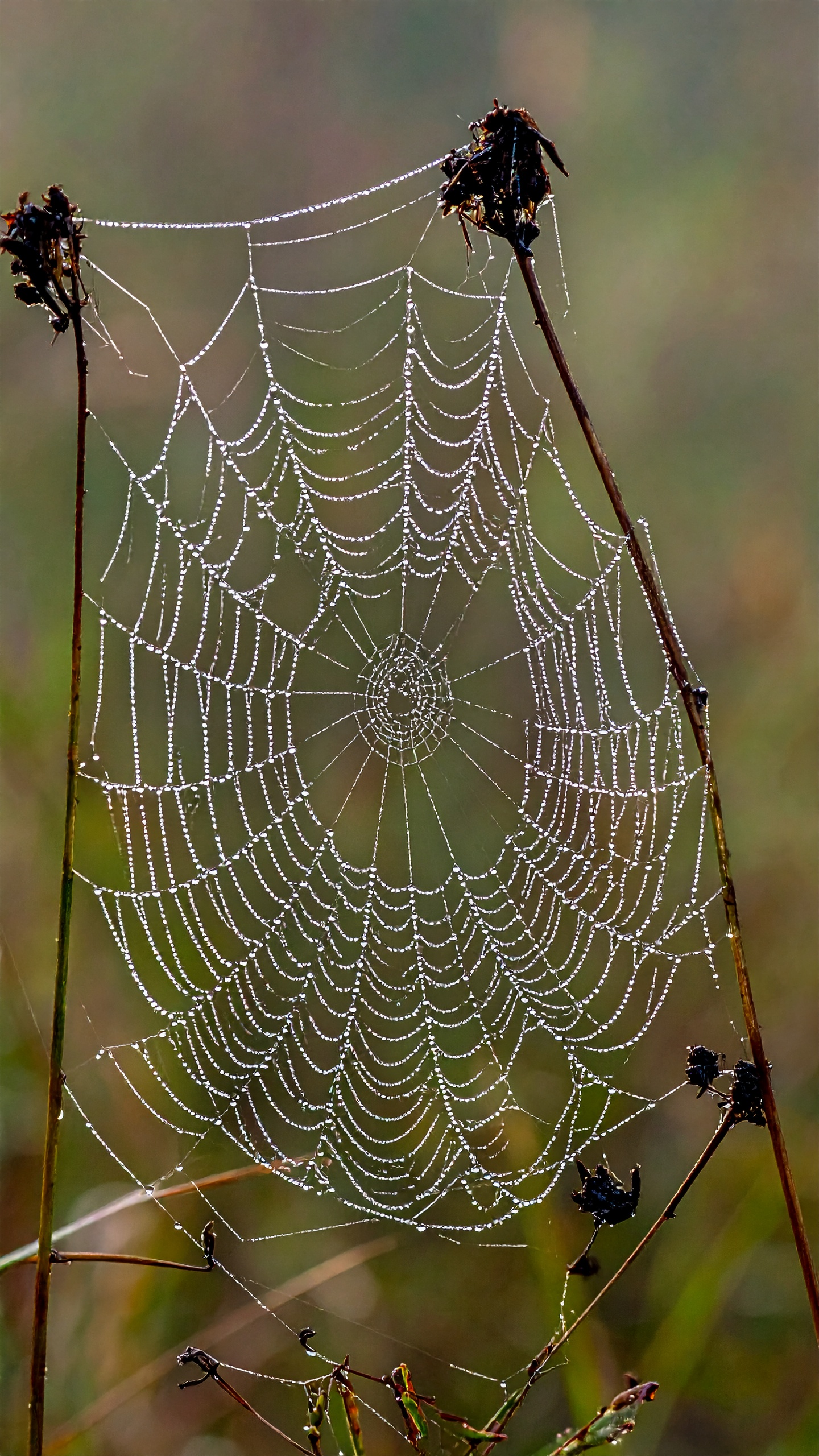 A delicate spider web glistening with morning dew is suspended between two dried branches