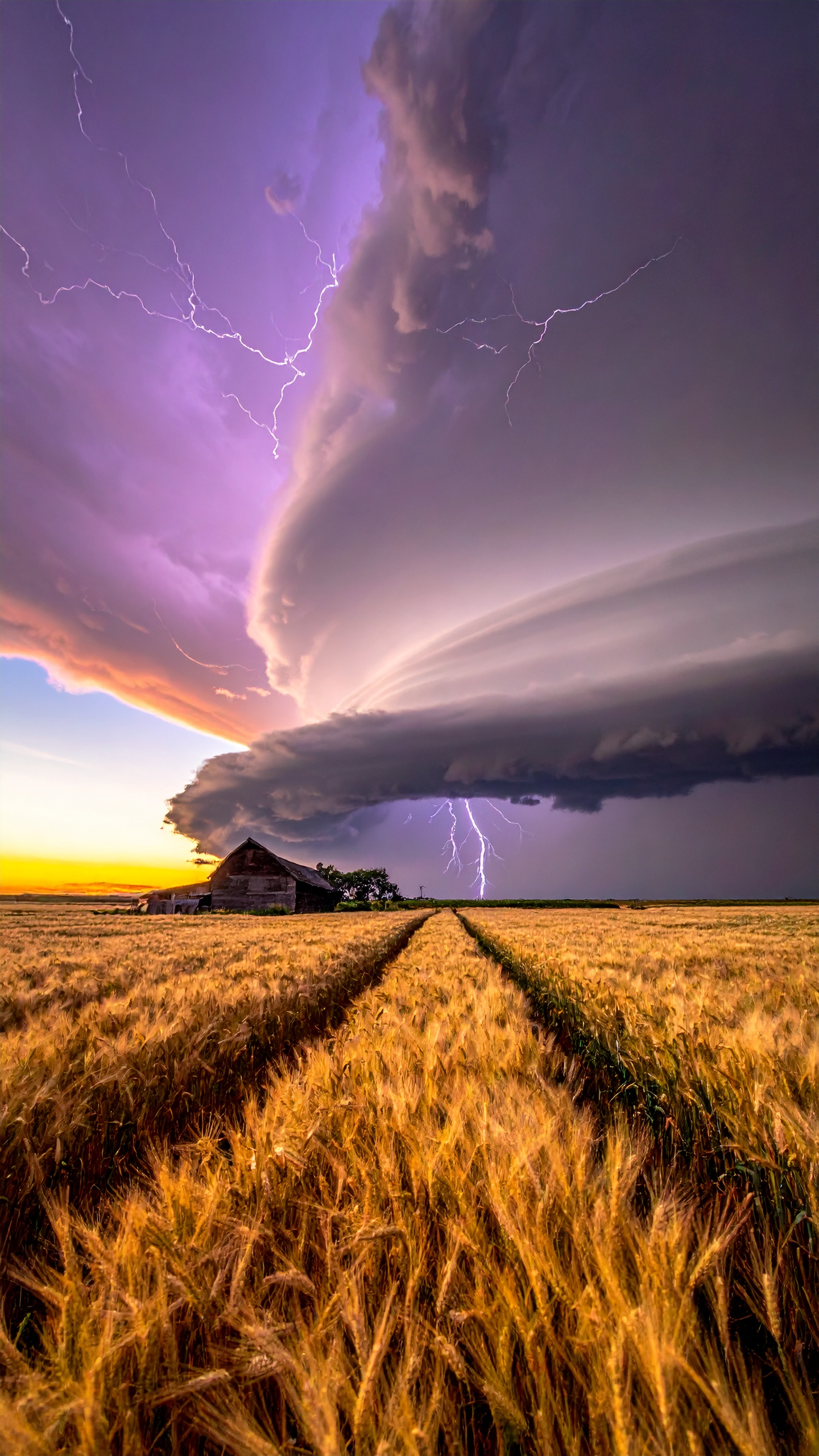 A dramatic thunderstorm swirls over a golden wheat field as lightning strikes in the distance
