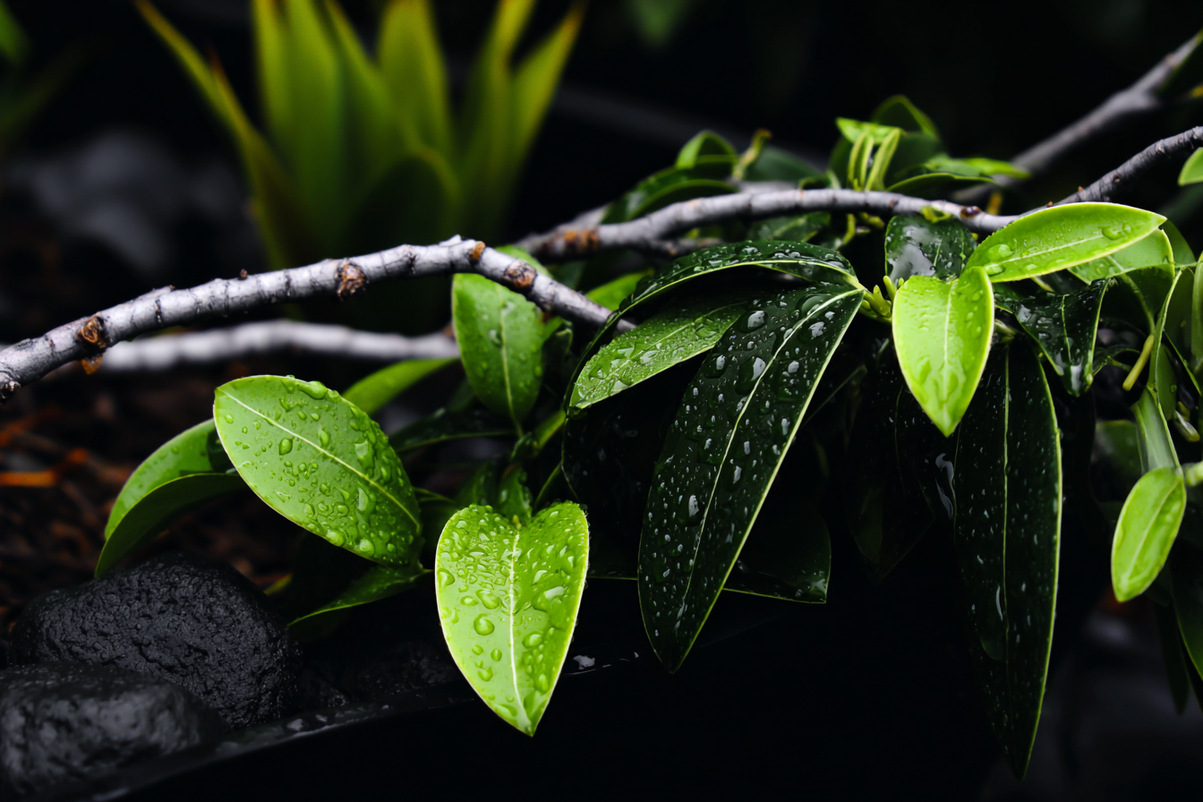 Folhas verdes brilhantes cobertas por gotas de orvalho repousam em um galho cinza, destacando-se contra um fundo escuro e úmido, criando uma atmosfera serena e fresca.