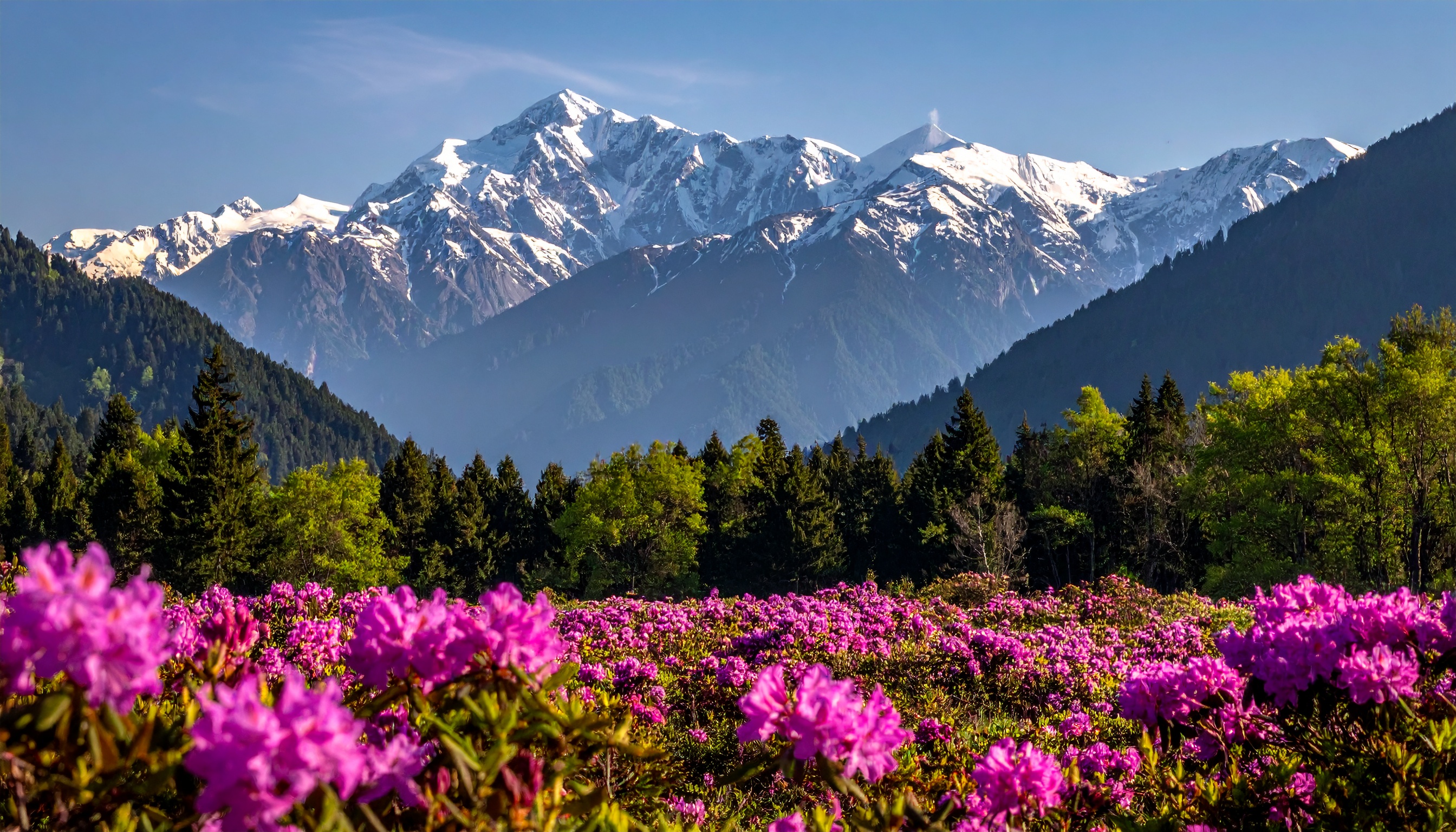 Campo de flores roxas em primeiro plano com montanhas nevadas ao fundo cria uma cena de beleza natural impressionante. Ideal para uso em materiais que promovem turismo, decoração ou produtos relacionados à natureza. As flores vibrantes contrastam com as montanhas majestosas, destacando a tranquilidade e a grandiosidade do local. Essa imagem pode ser utilizada em campanhas de marketing para destinos de ecoturismo ou em ambientes decorativos que buscam transmitir paz e beleza natural. Perfeita para transmitir a serenidade de paisagens montanhosas e floridas.