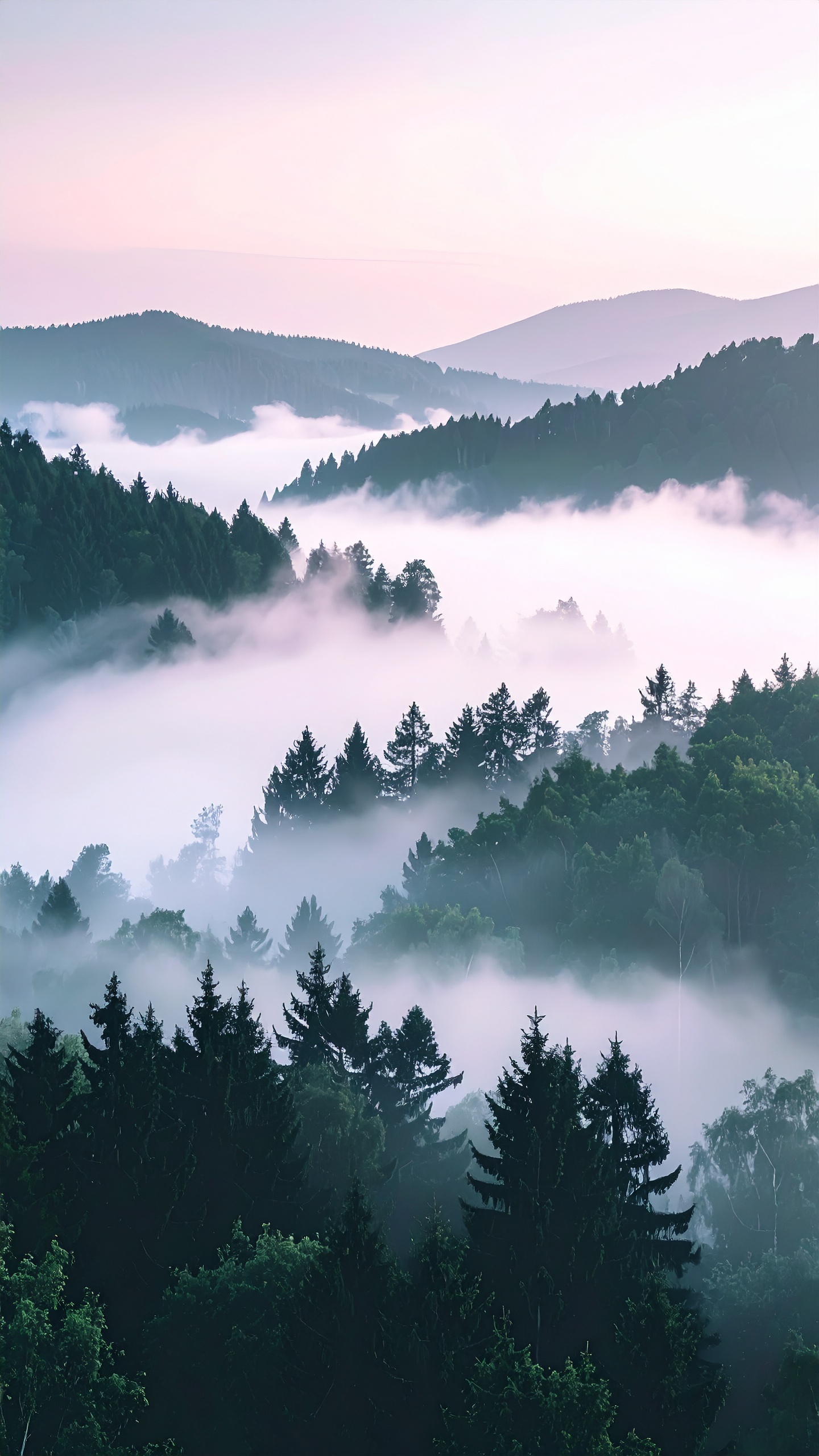 A breathtaking view of misty pine-covered hills at dawn creates a serene atmosphere
