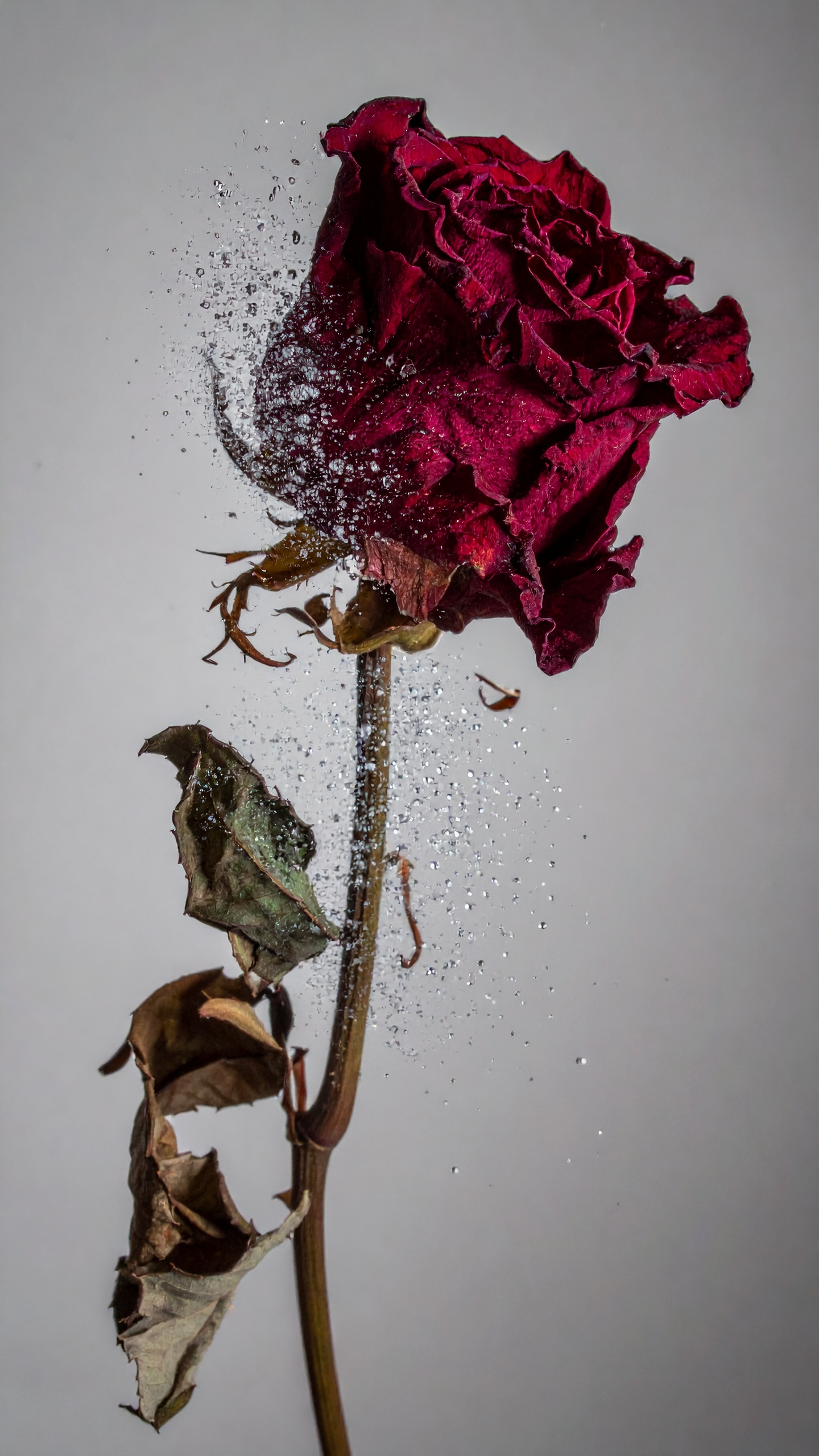 A wilted red rose with falling petals symbolizes beauty in decay