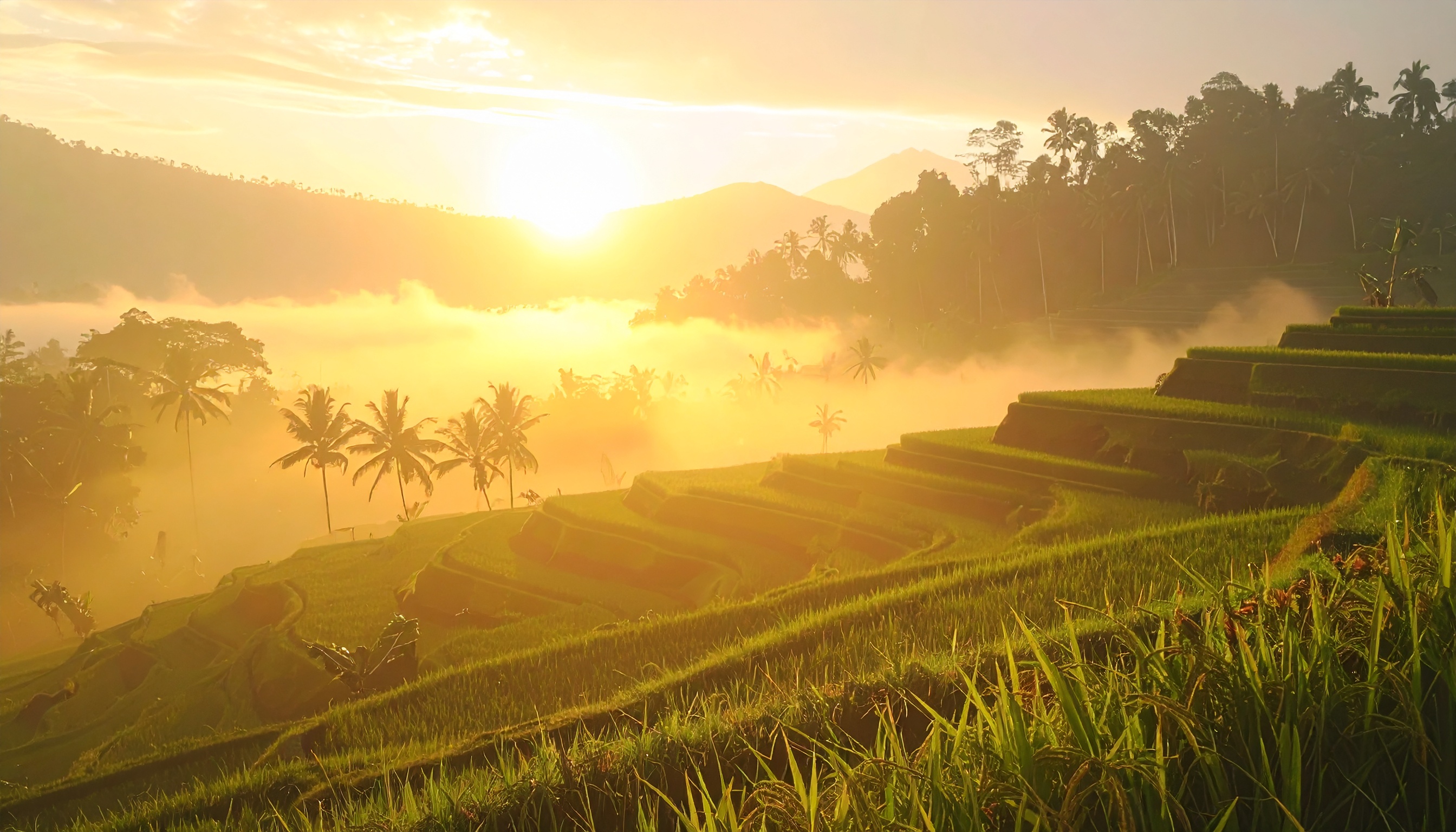 Golden sunrise over lush green rice terraces creates a breathtaking landscape