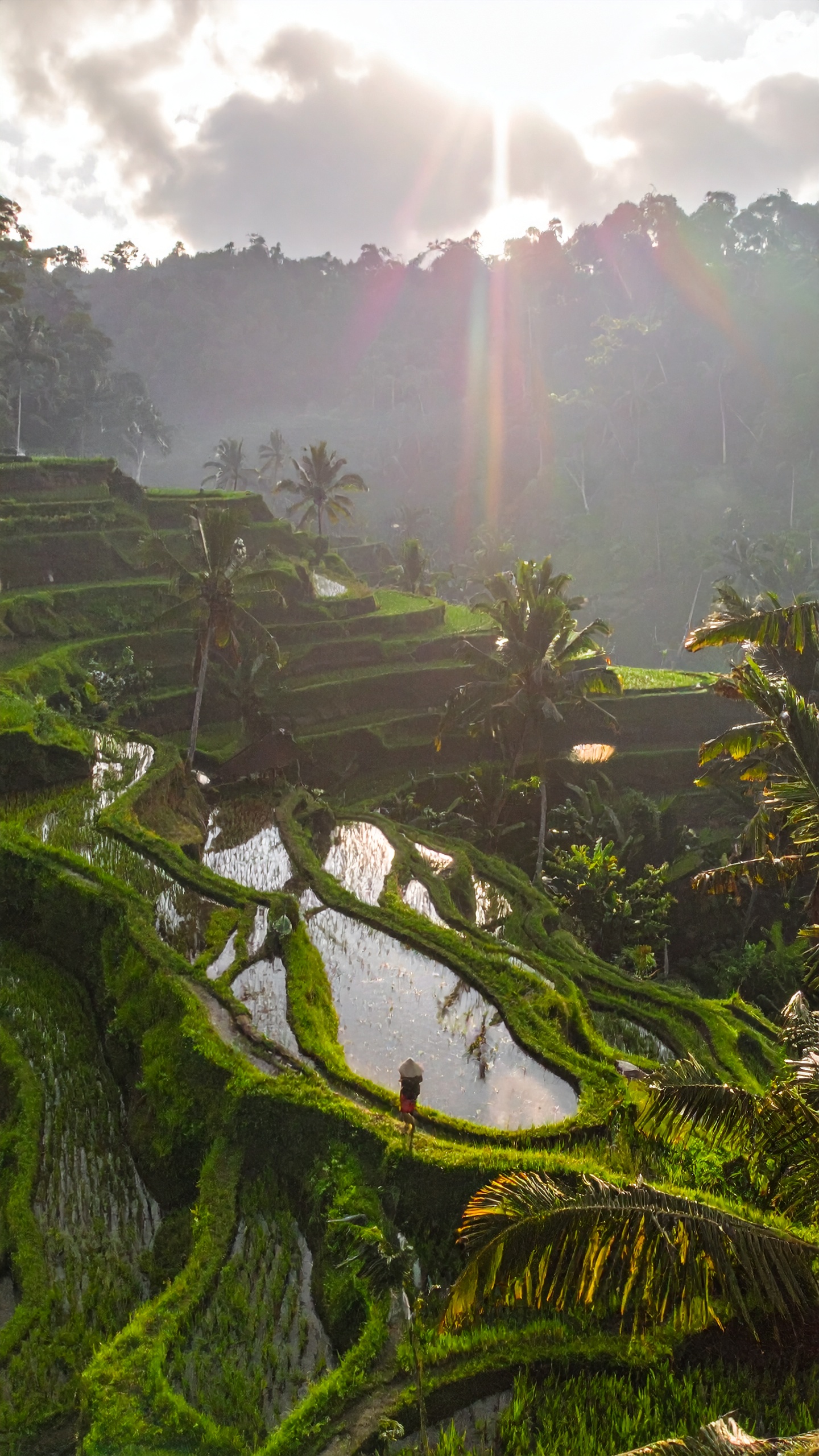 Terraced rice fields bask in the soft glow of a rising sun