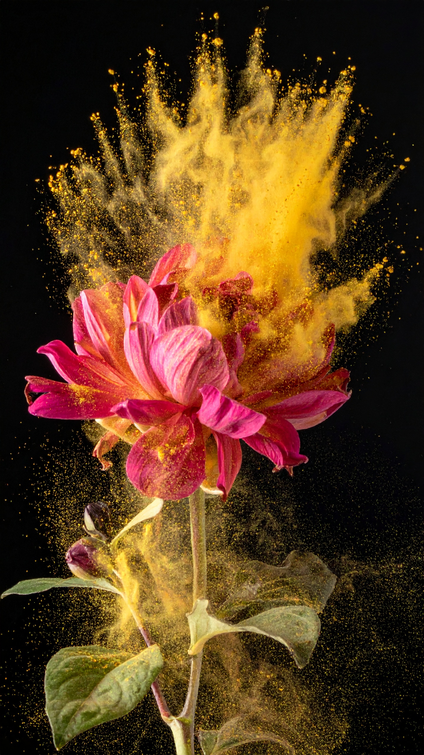 A vibrant pink flower bursts with golden powder against a black backdrop