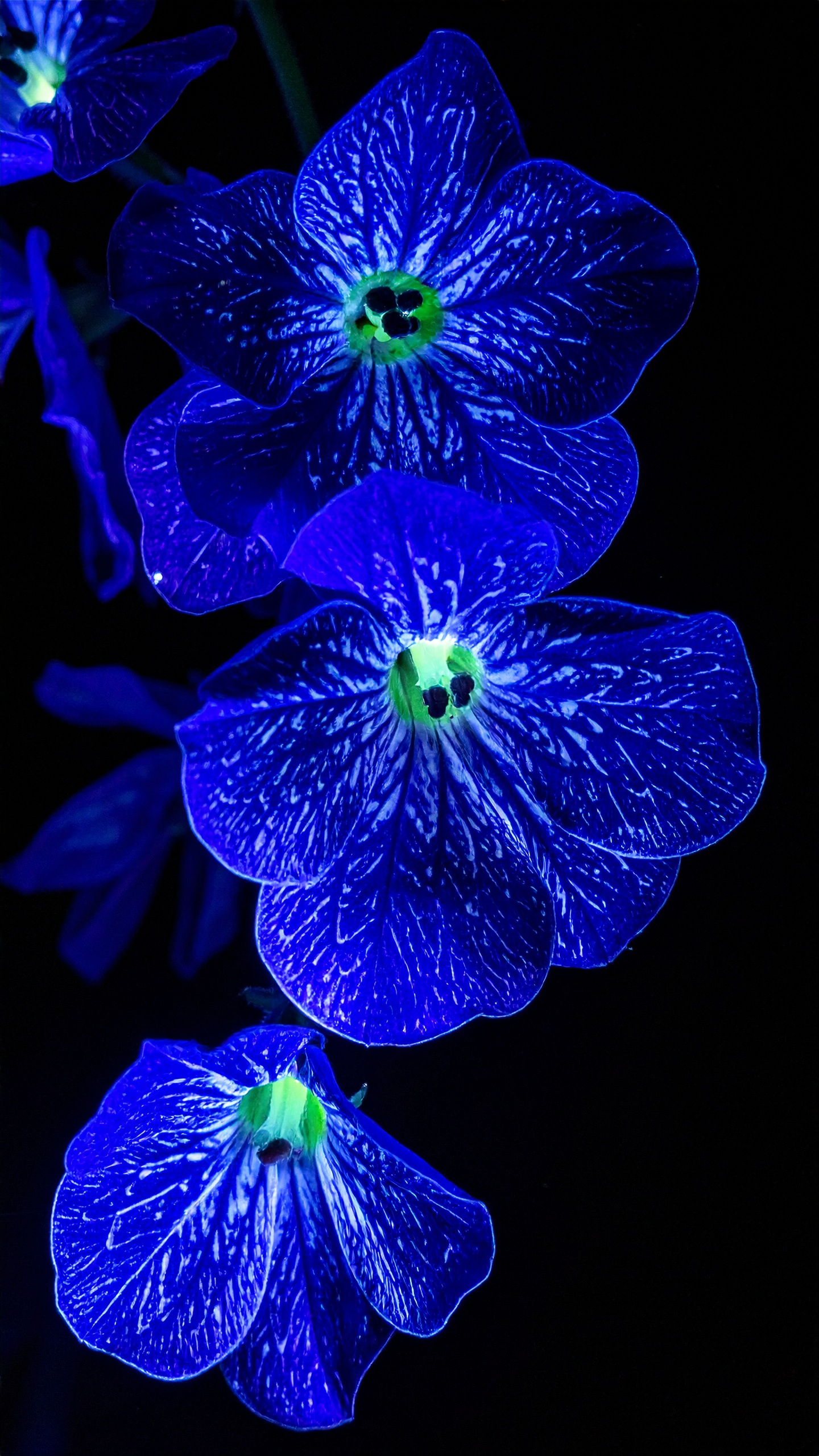 Vivid ultraviolet blue flowers with intricate veining