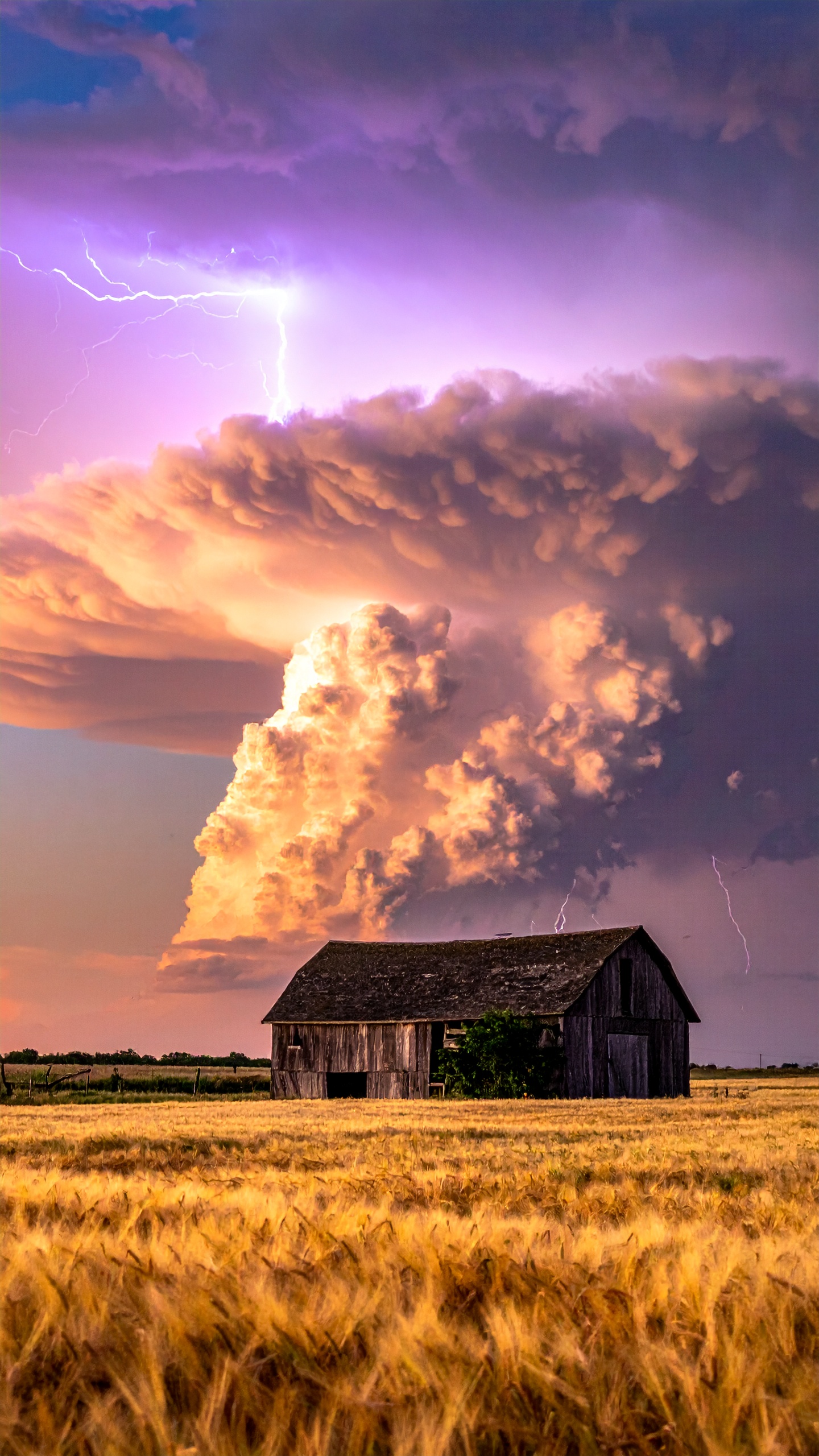 A rustic barn stands amidst golden wheat fields under a dramatic sky lit by lightning