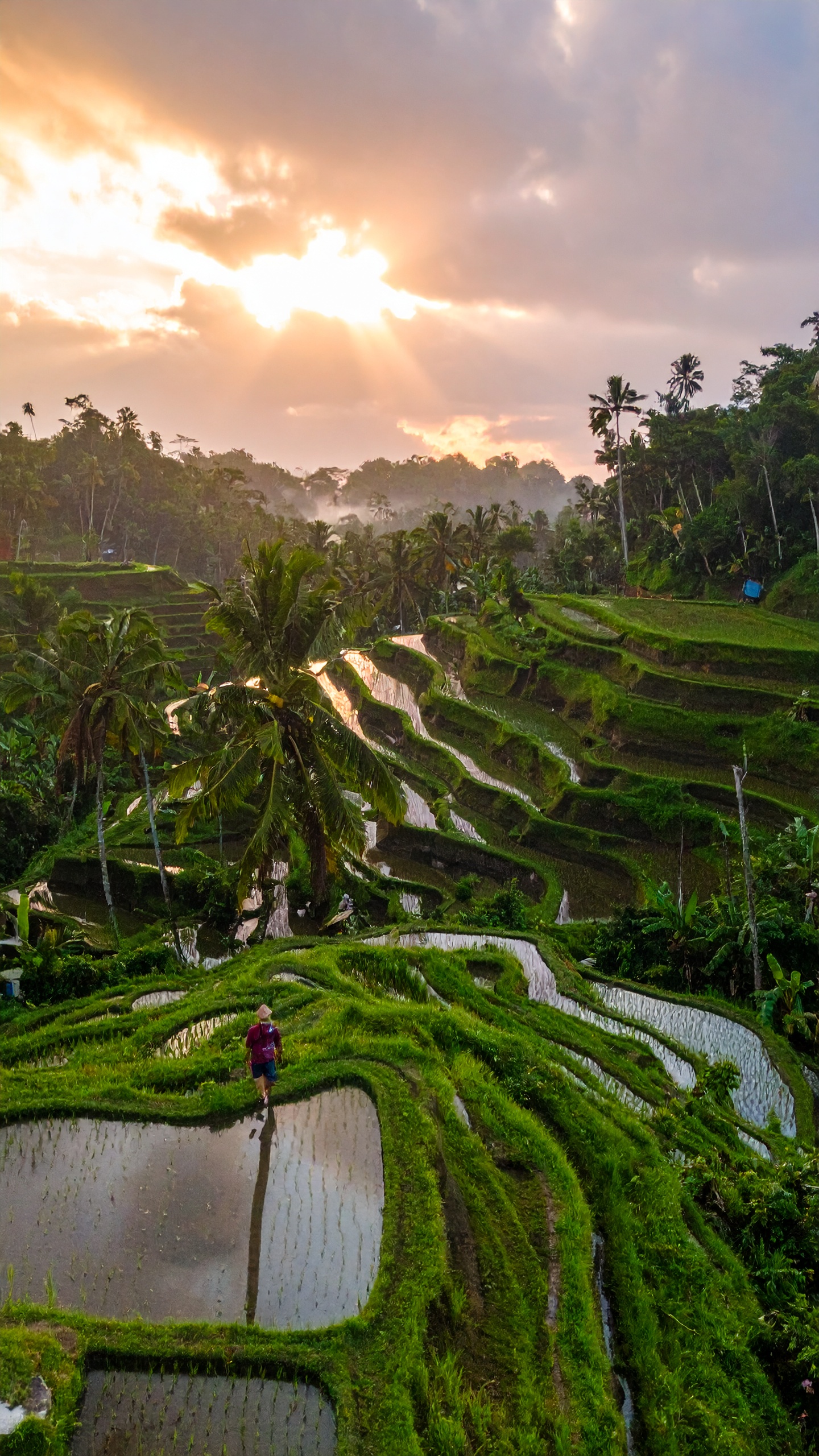 Campos de arroz em terraços ao amanhecer com luz dourada filtrando pelas nuvens. Esse ambiente é ideal para explorar práticas sustentáveis de agricultura e turismo ecológico. As camadas verdes dos terraços se destacam pela simetria e harmonia, com palmeiras ao redor. Visite durante a estação seca para contemplar a beleza completa e caminhar pelas trilhas. A paisagem oferece uma experiência única de conexão com a natureza e a cultura local.