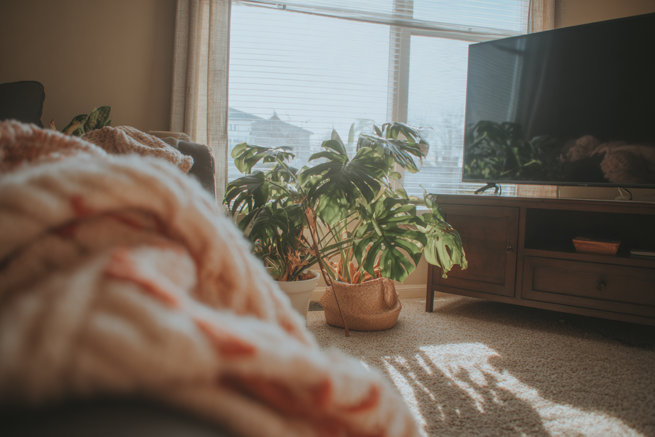 Sala de estar aconchegante com luz natural suave, destacando uma planta Monstera ao lado de uma televisão moderna em um ambiente decorado com manta acolhedora e carpete macio.