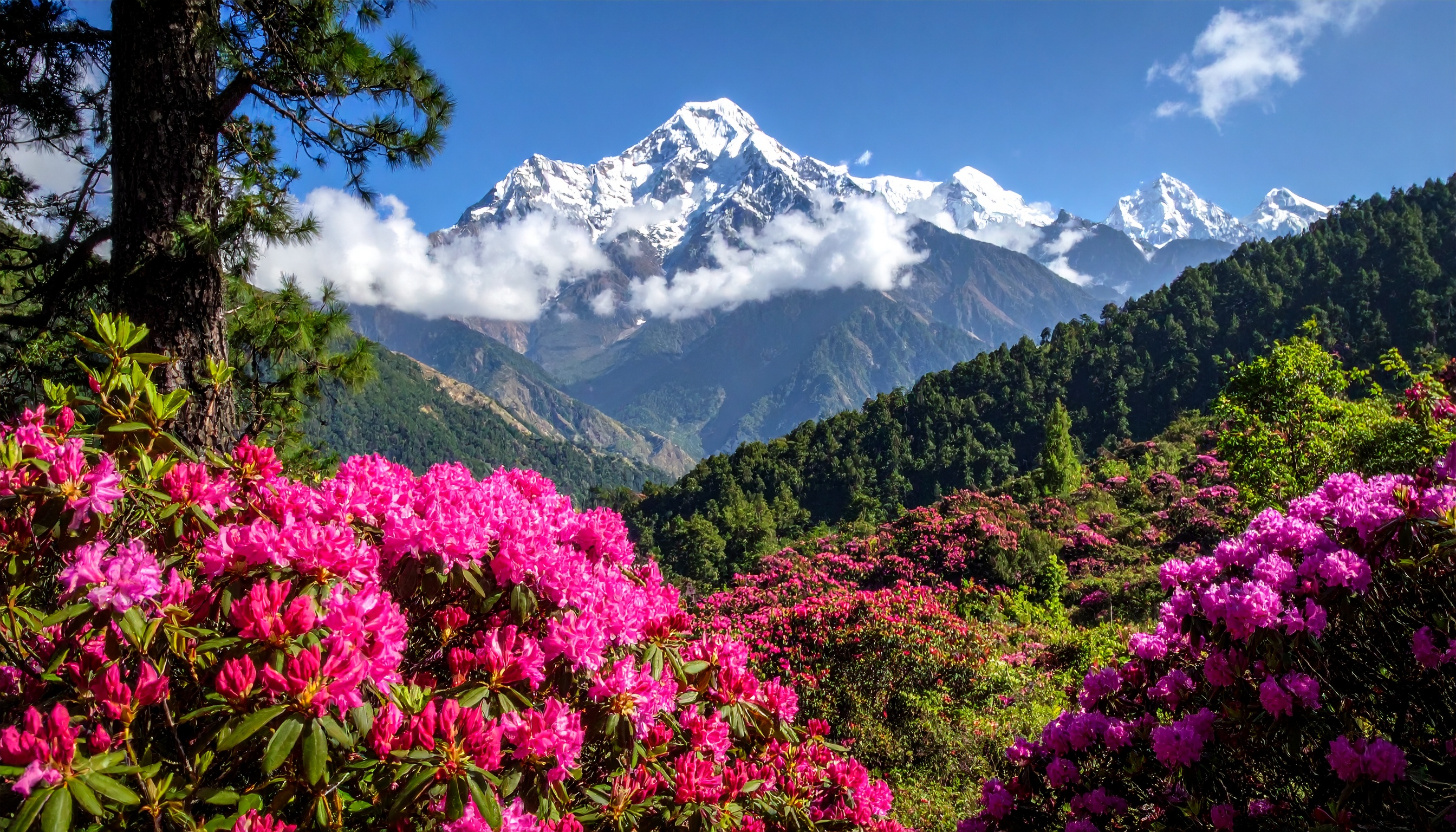 Flores de rododendro em tons vibrantes contrastam com montanhas nevadas ao fundo. Esta paisagem é ideal para amantes da natureza e exploradores de paisagens exuberantes. Os picos cobertos de neve e o céu azul claro criam um cenário impressionante e relaxante. Perfeito para decorações de ambientes que buscam transmitir tranquilidade e beleza natural. A imagem destaca a harmonia entre flora e geografia de alta altitude, oferecendo um toque de serenidade.