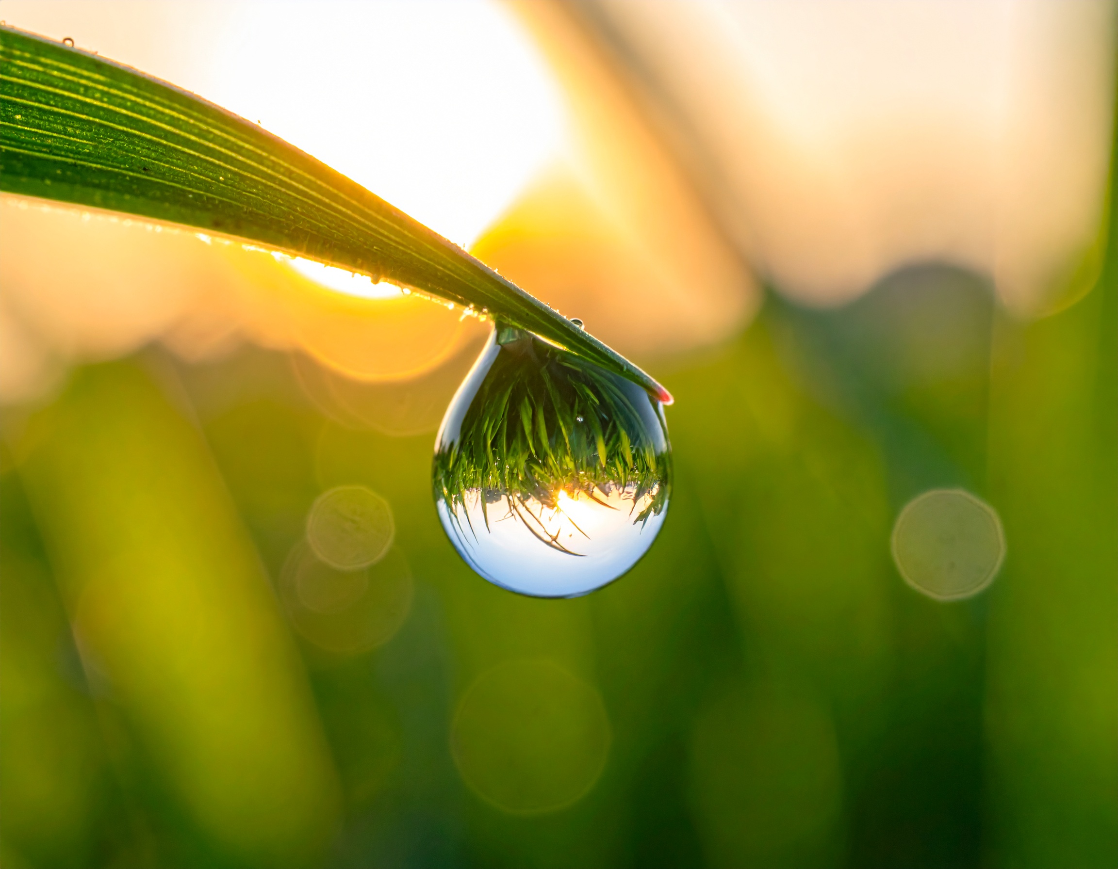 A pristine water droplet delicately hangs from a vibrant green leaf, capturing the essence of
