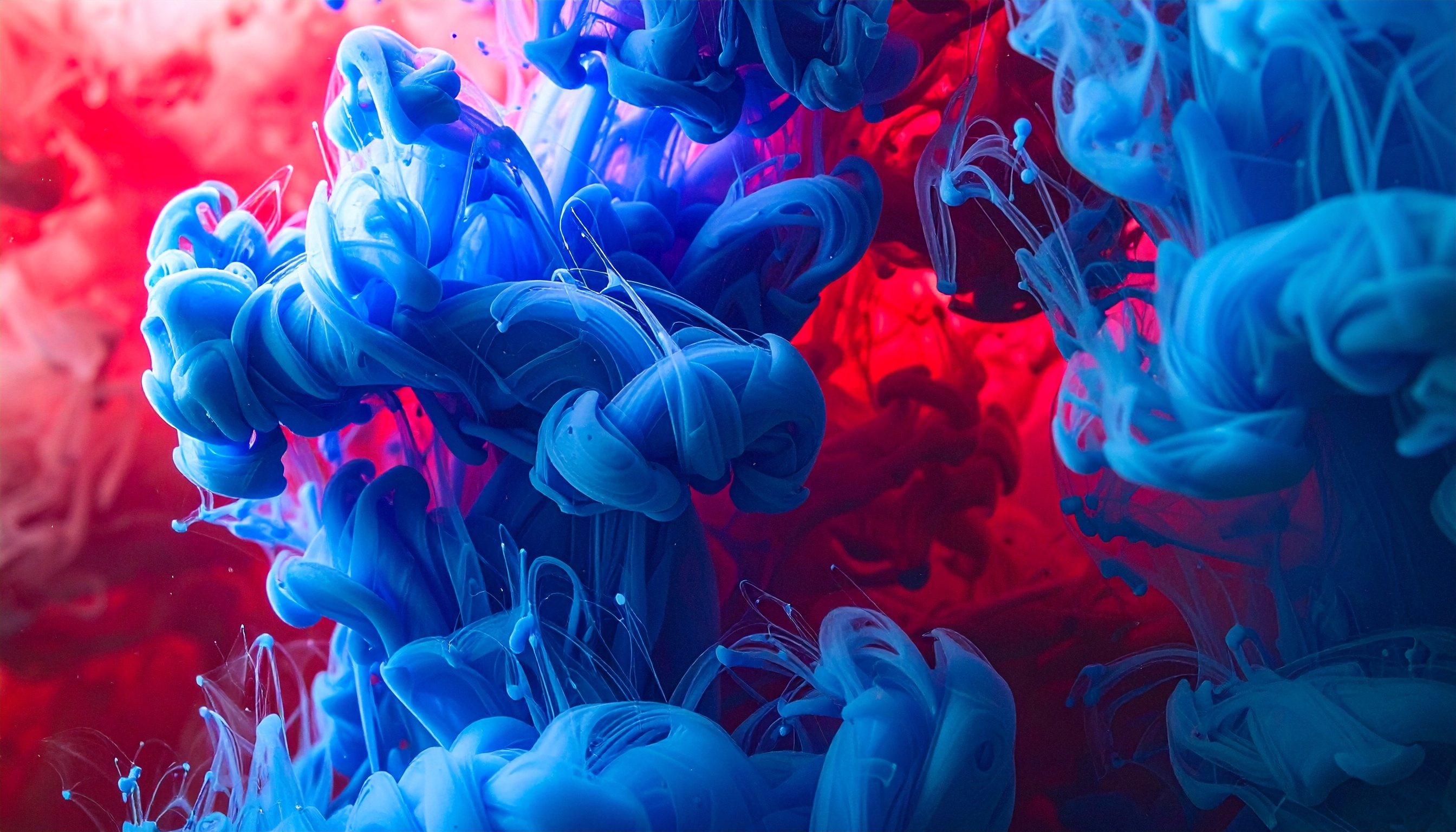 Uma explosão de cores vibrantes com tintas azul e vermelha em movimento fluido, criando formas abstratas e complexas. A iluminação destaca o contraste entre as tonalidades, com detalhes intrincados e texturas suaves. A imagem transmite uma sensação de dinamismo e criatividade, capturada em um ângulo macro que foca nos redemoinhos intricados de tinta em suspensão.